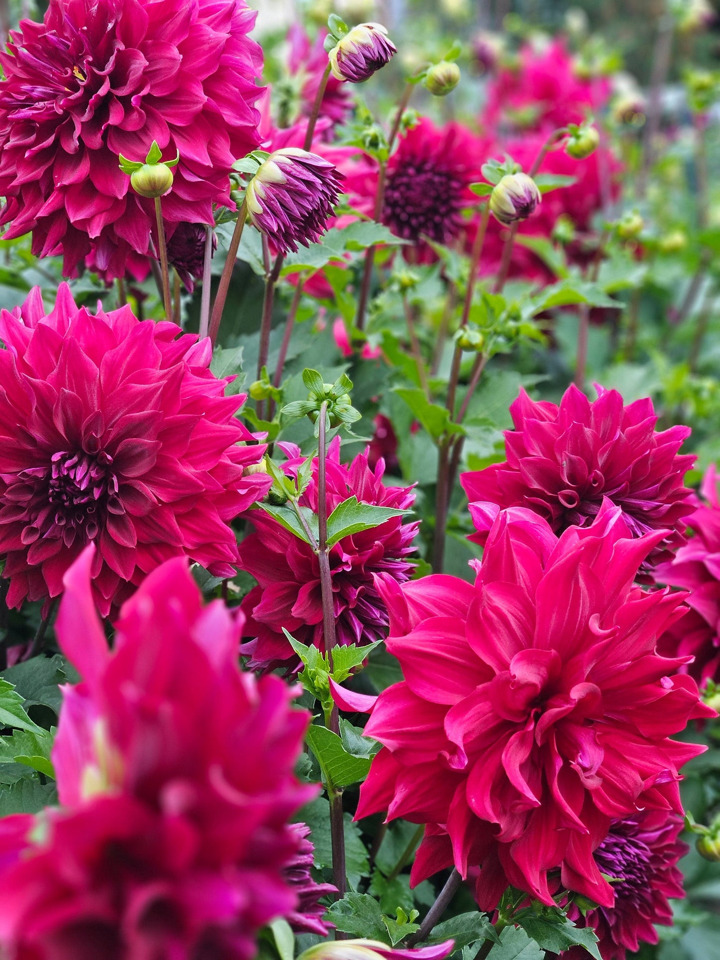 Dahlia Tuber Stoney Hill Farm Babylon Red