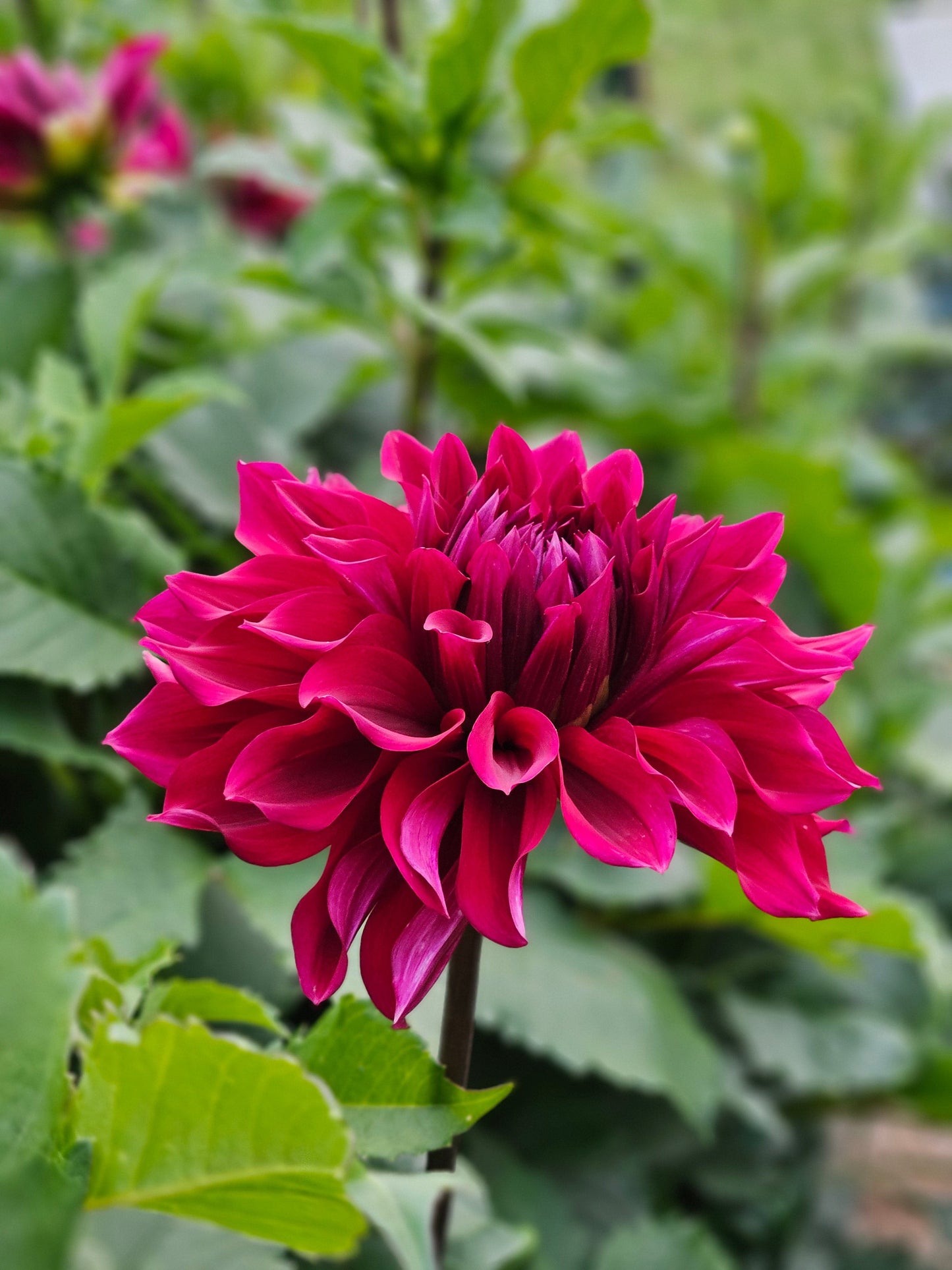 Dahlia Tuber Stoney Hill Farm Babylon Red