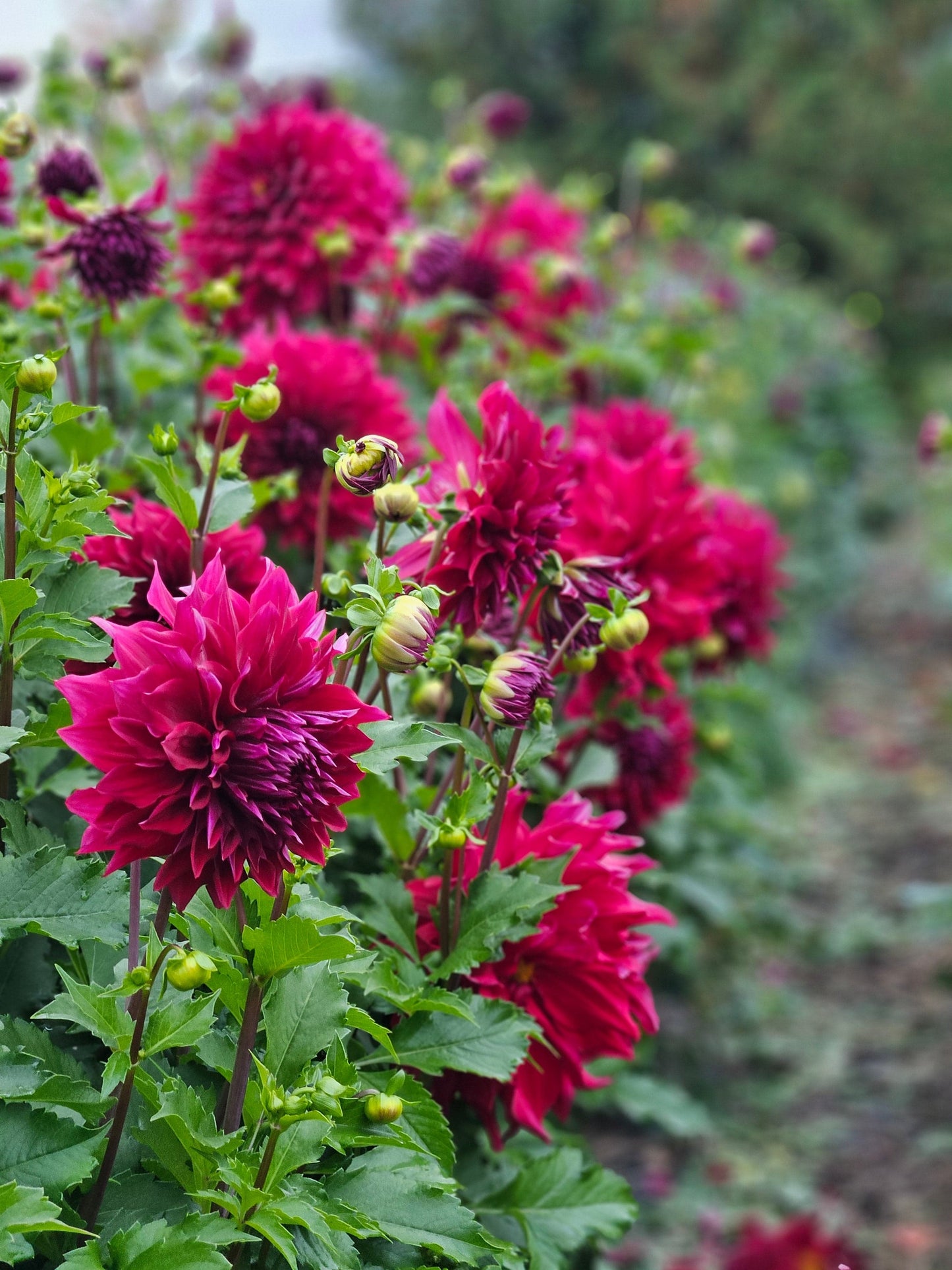 Dahlia Tuber Stoney Hill Farm Babylon Red