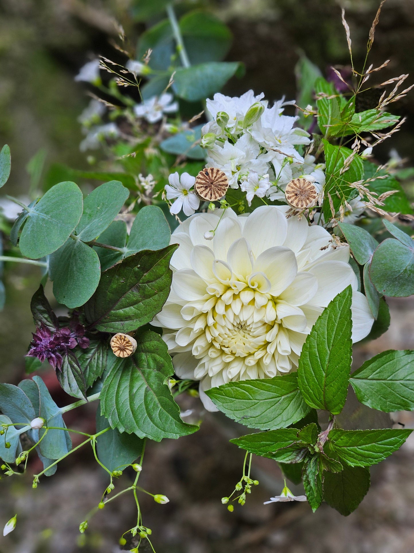 Dahlia Tuber Stoney Hill Farm Boom Boom White