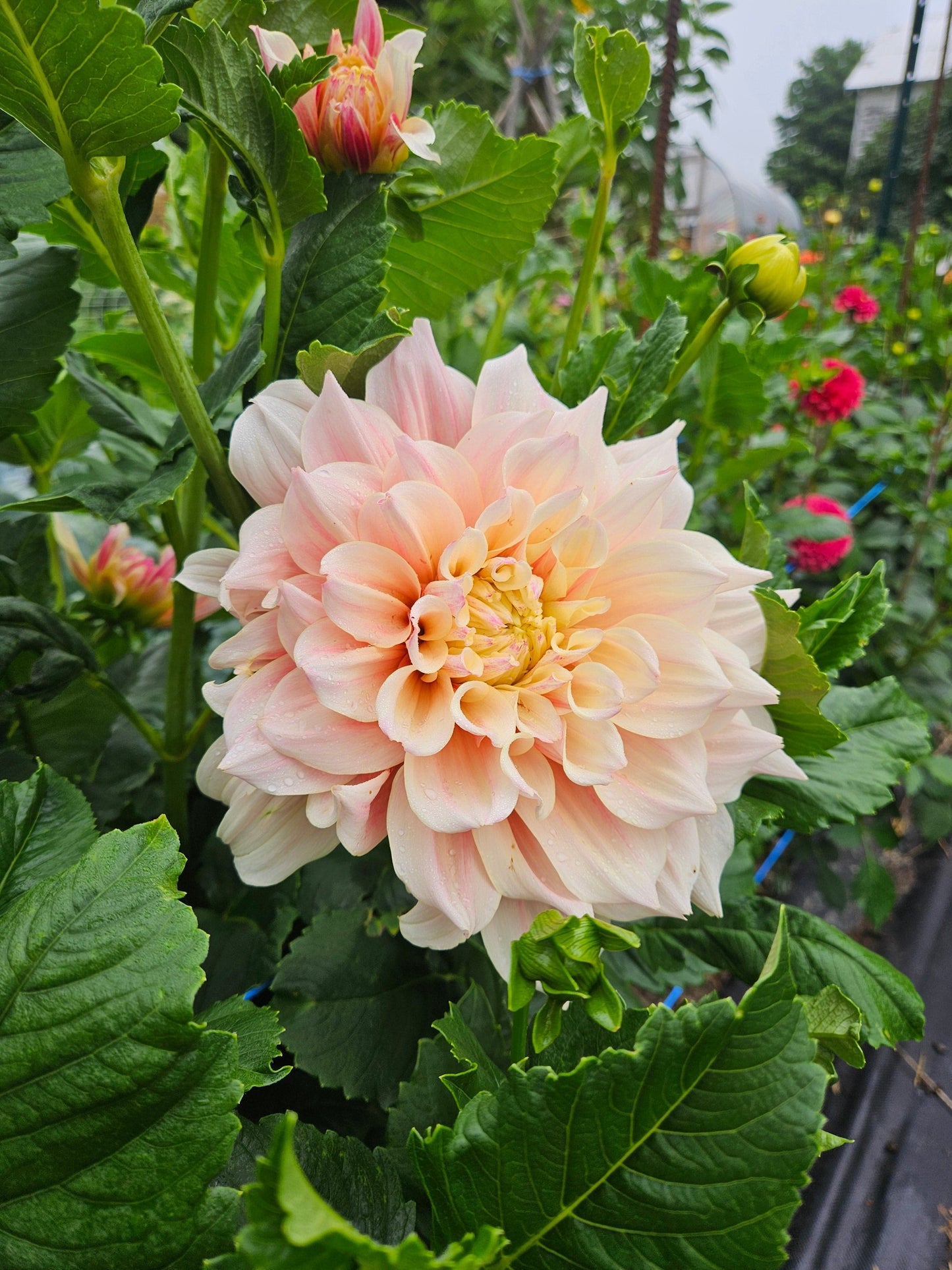 Dahlia Tuber Stoney Hill Farm Breakout