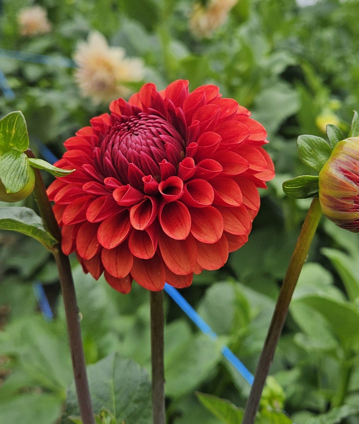 Dahlia Tuber Stoney Hill Farm Brown Sugar