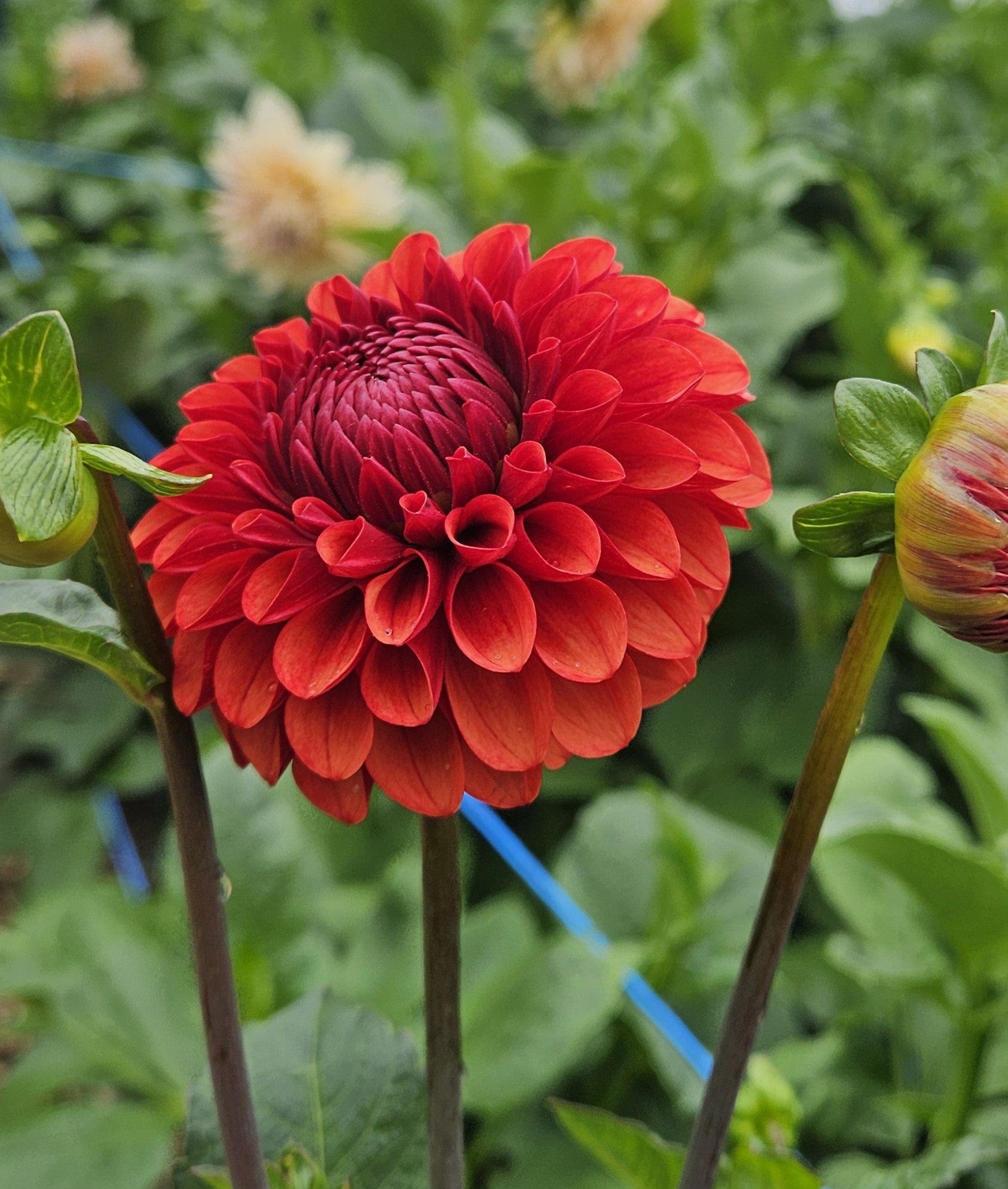 Dahlia Tuber Stoney Hill Farm Brown Sugar