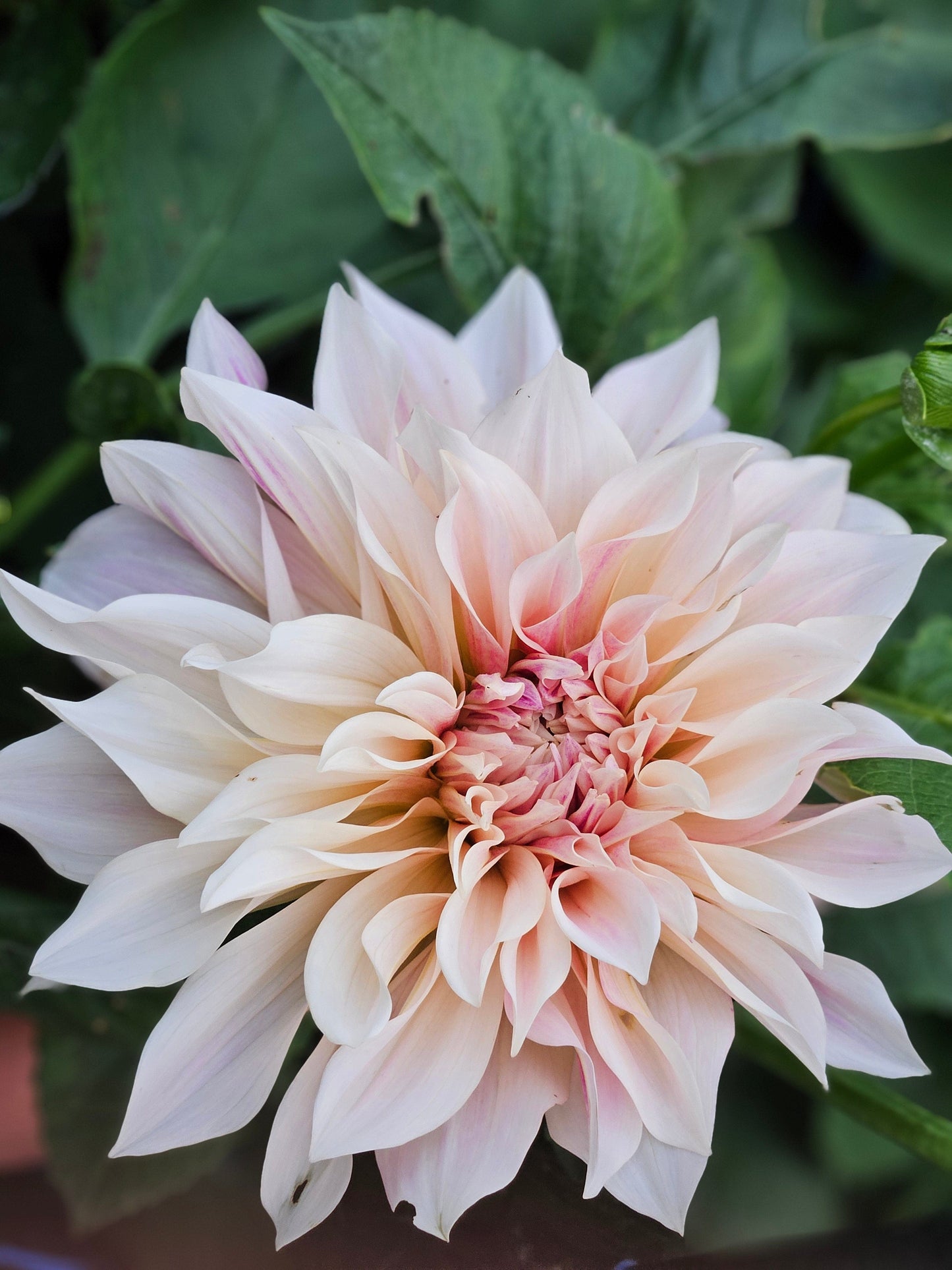 Dahlia Tuber Stoney Hill Farm Dahlia Cafe Au Lait