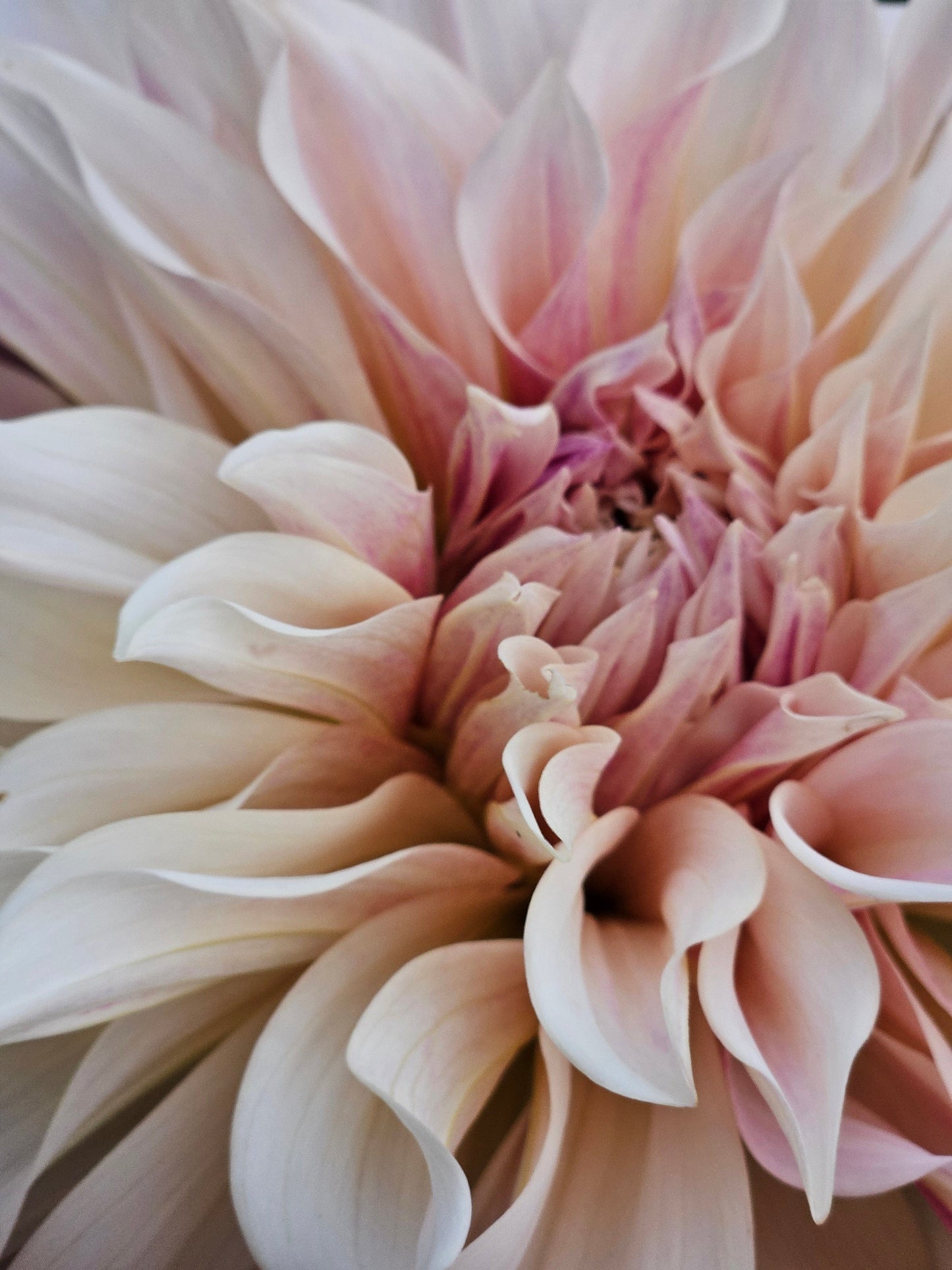Dahlia Tuber Stoney Hill Farm Dahlia Cafe Au Lait