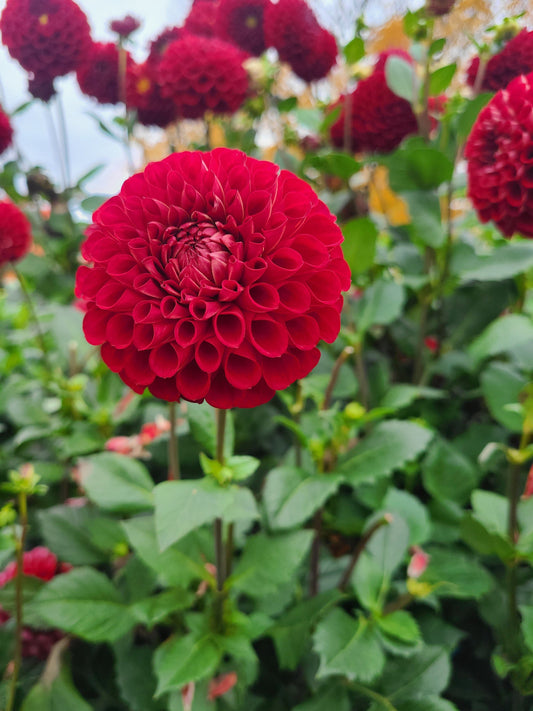 Stoney Hill Farm Dahlia Tuber Dahlia Cornel