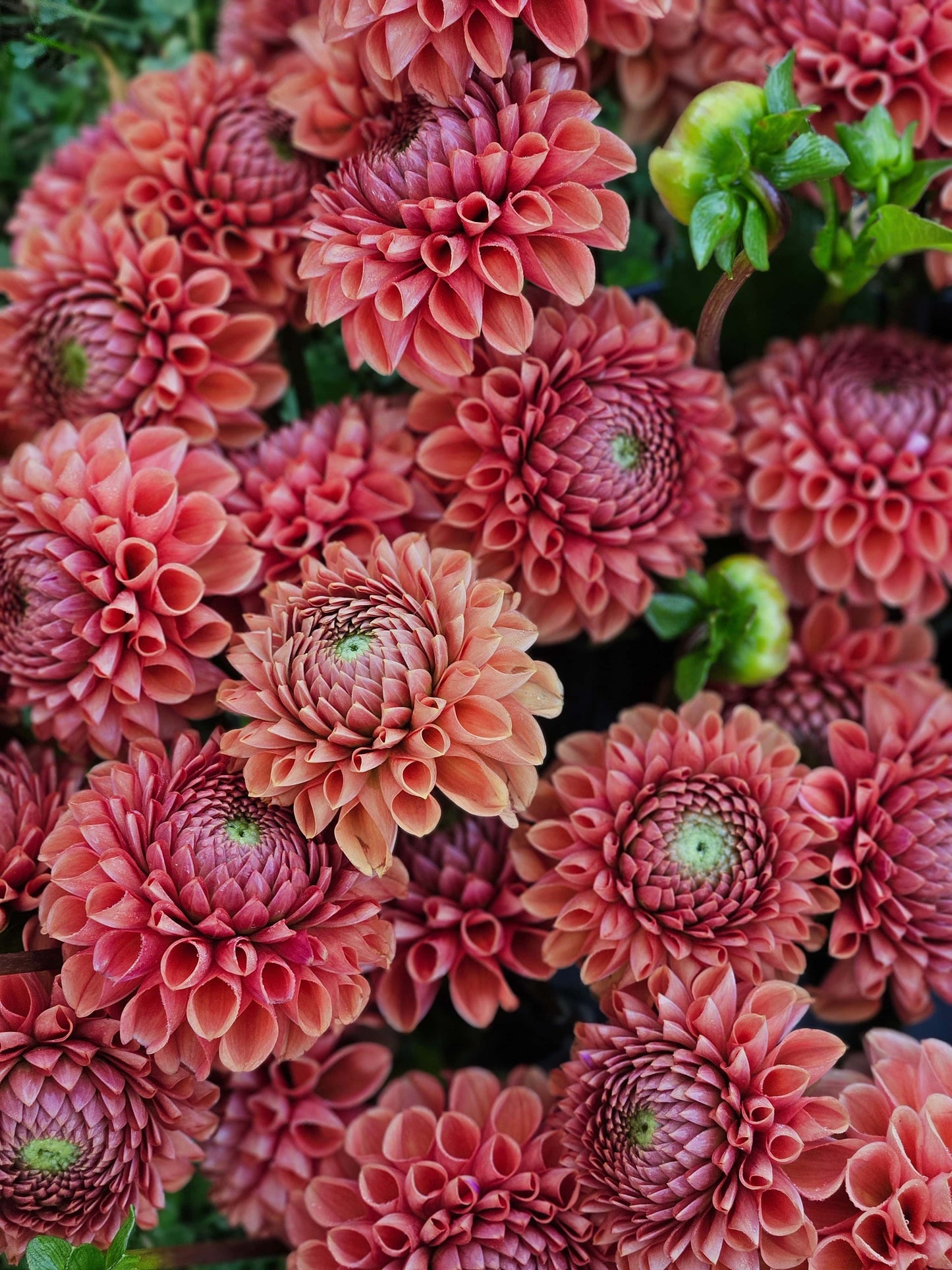 Dahlia Tuber Stoney Hill Farm Dahlia Cornel Bronze