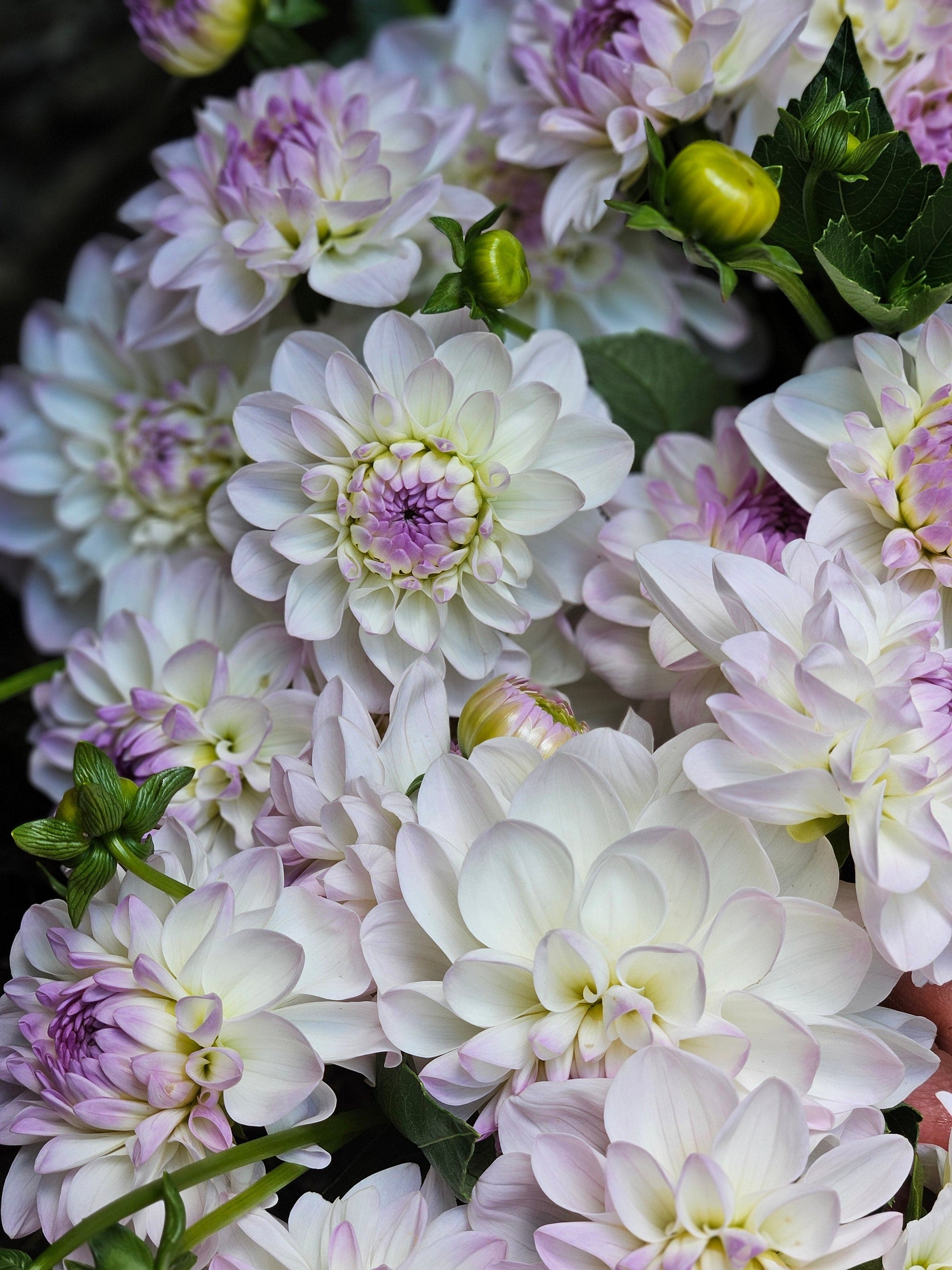 Dahlia Tuber Stoney Hill Farm Dahlia Eveline
