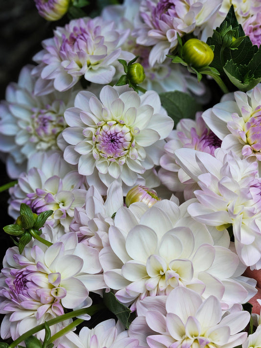 Dahlia Tuber Stoney Hill Farm Dahlia Eveline