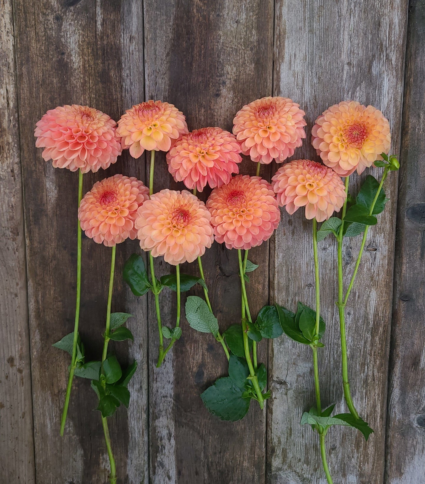 Stoney Hill Farm Dahlia Tuber Dahlia Jowey Nicky