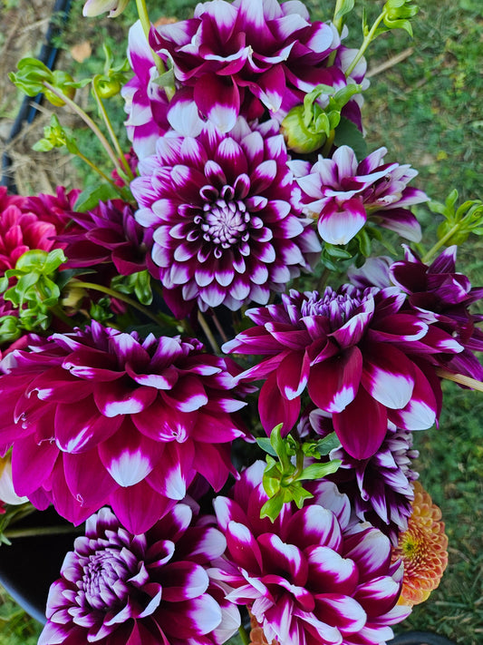 Dahlia Tuber Stoney Hill Farm Dahlia Mary