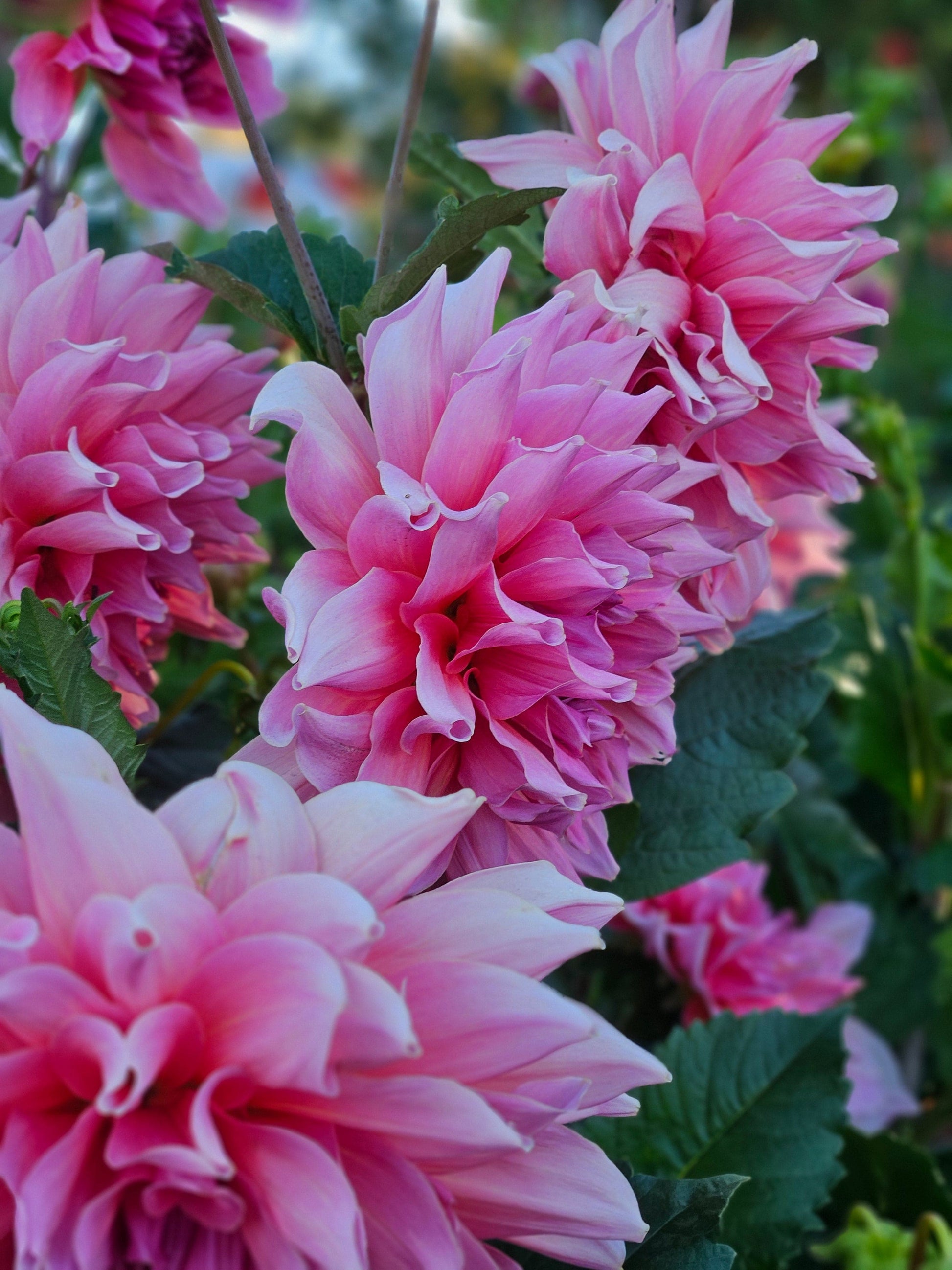 Dahlia Tuber Stoney Hill Farm Dahlia Otto's Thrill