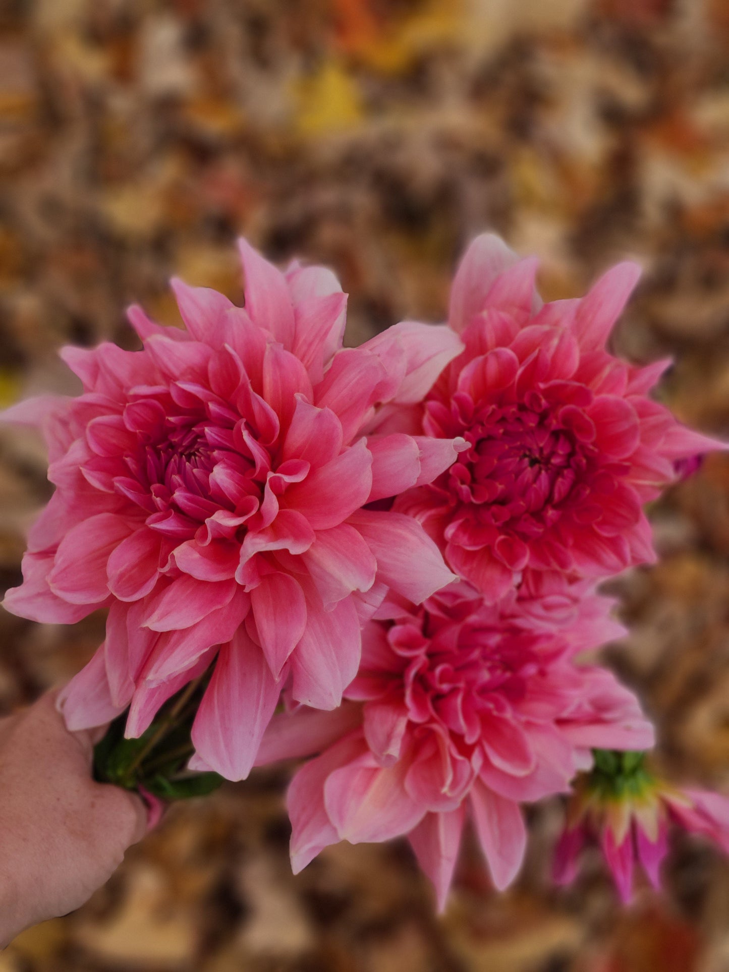 Stoney Hill Farm Dahlia Tuber Dahlia Otto's Thrill
