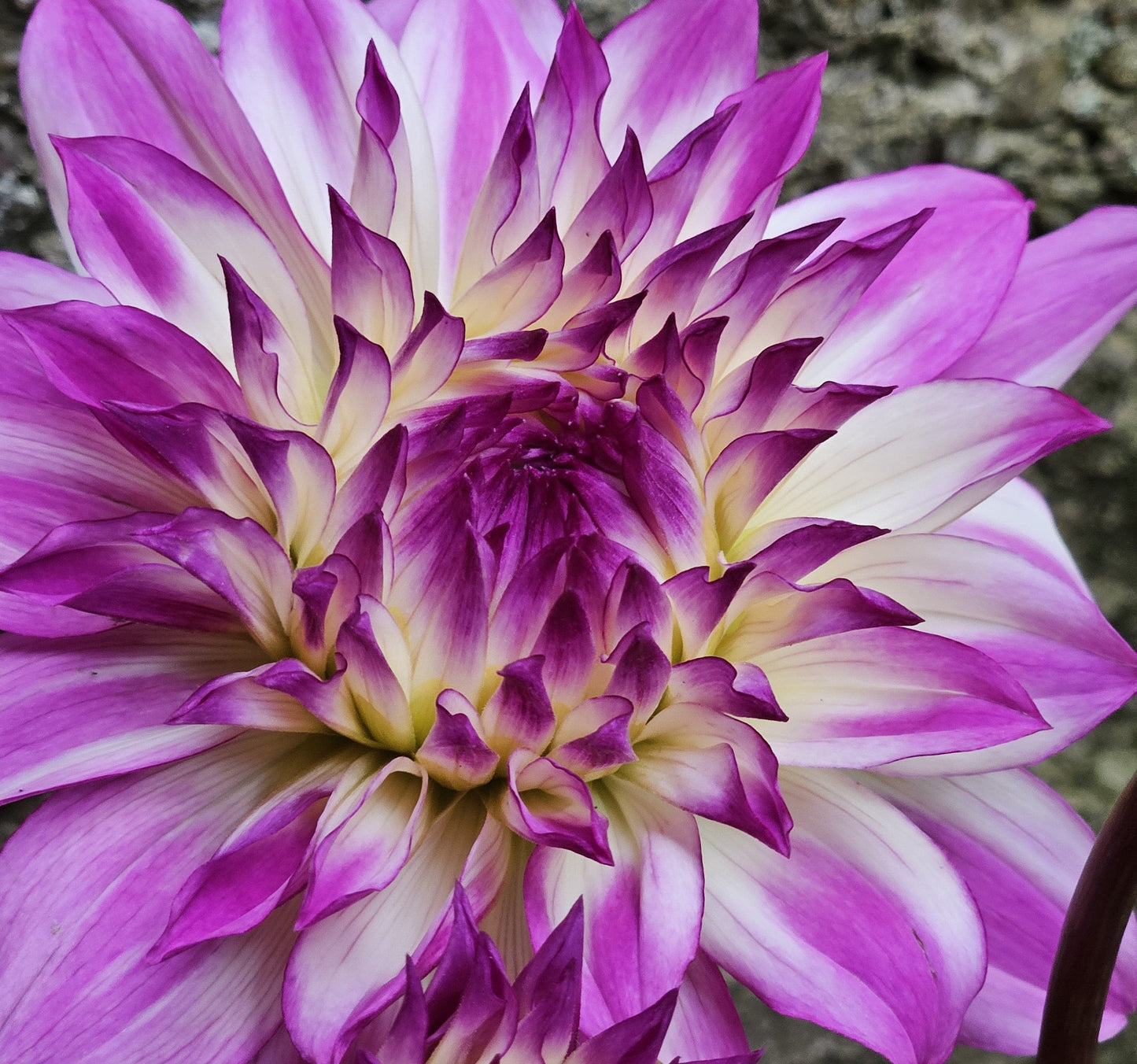 Dahlia Tuber Stoney Hill Farm Ferncliff Illusion