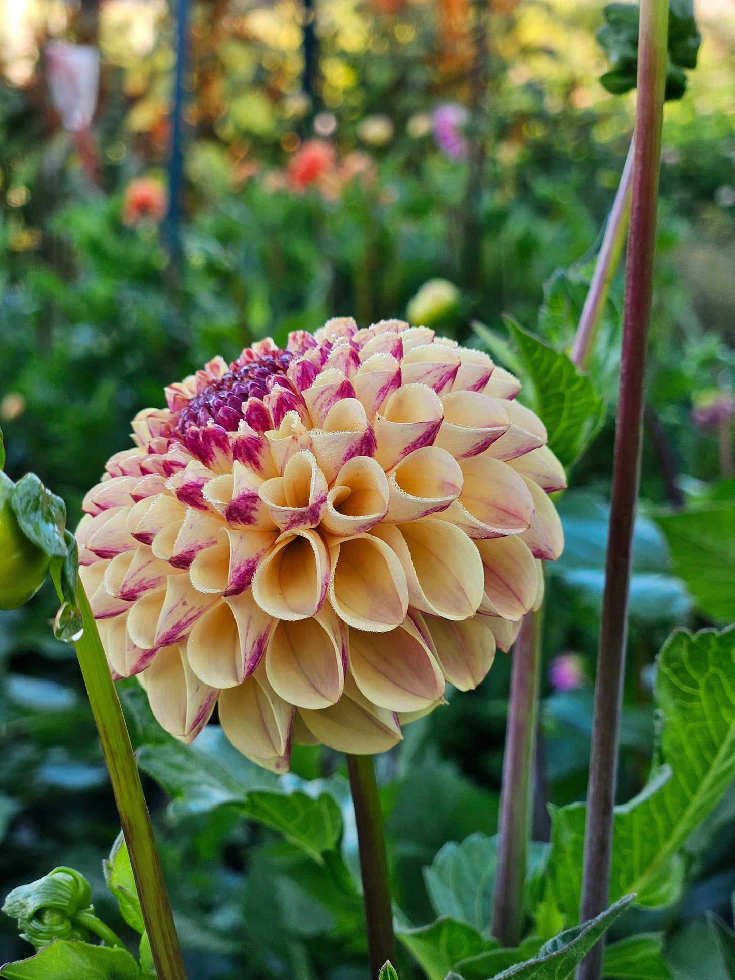 Dahlia Tuber Stoney Hill Farm Ferncliff Spice