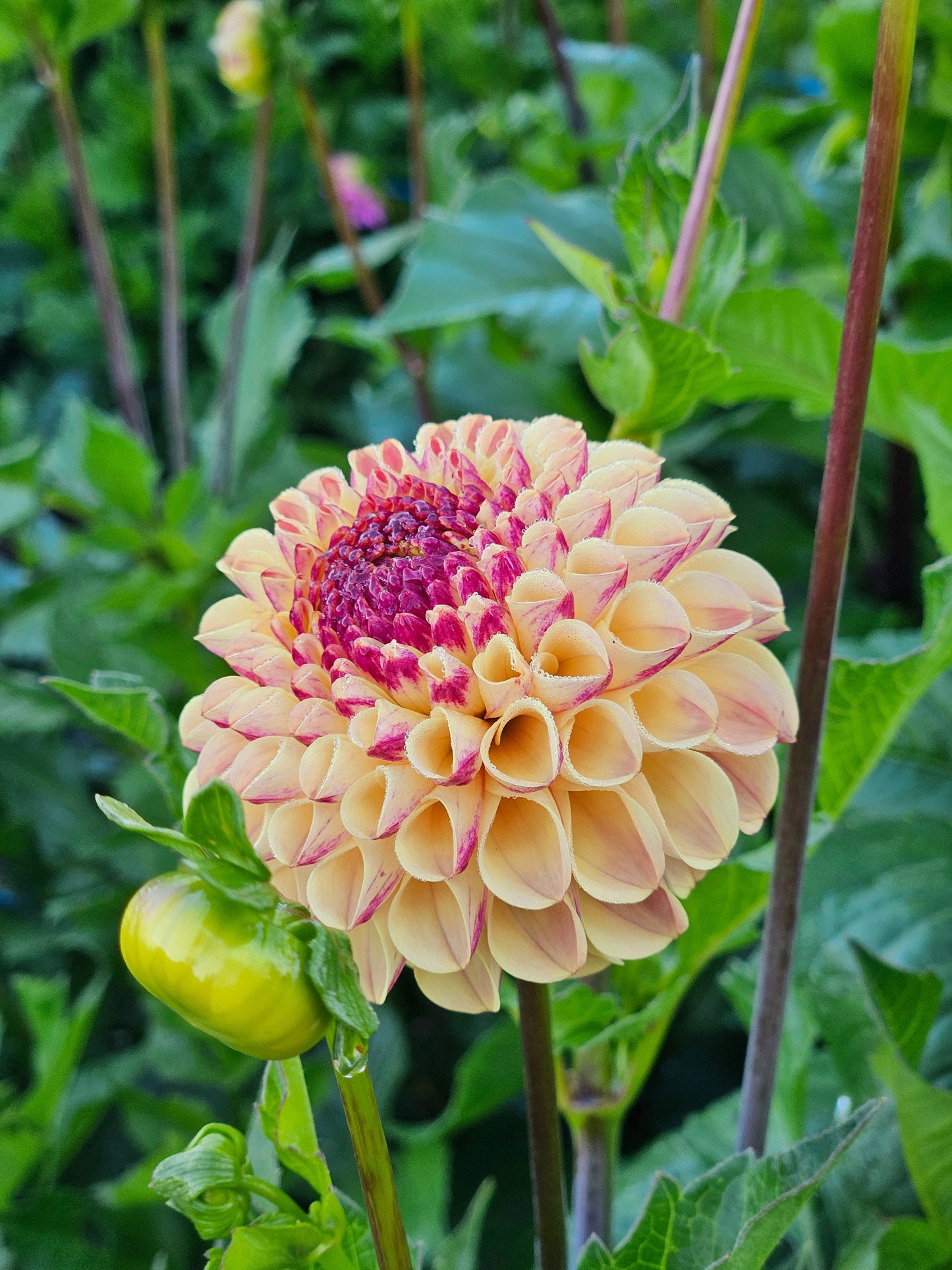 Dahlia Tuber Stoney Hill Farm Ferncliff Spice
