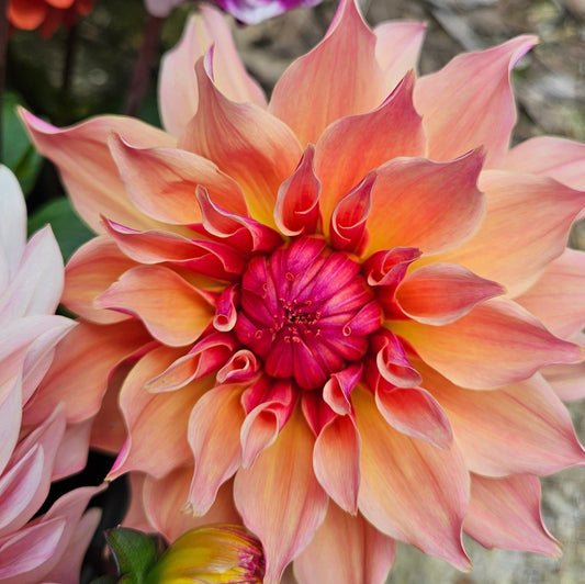 Dahlia Tuber Stoney Hill Farm Labyrinth