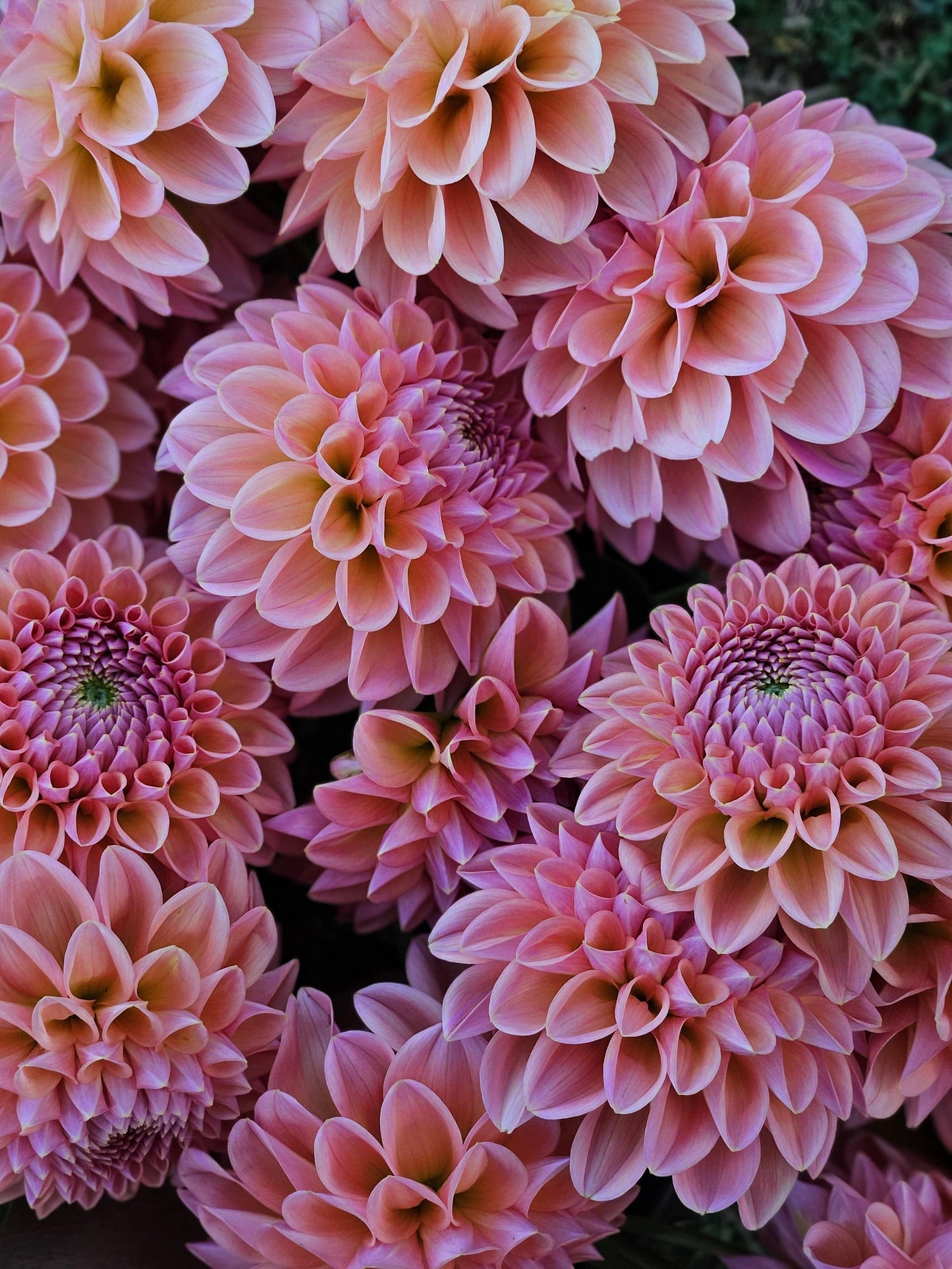 Dahlia Tuber Stoney Hill Farm Linda's Baby