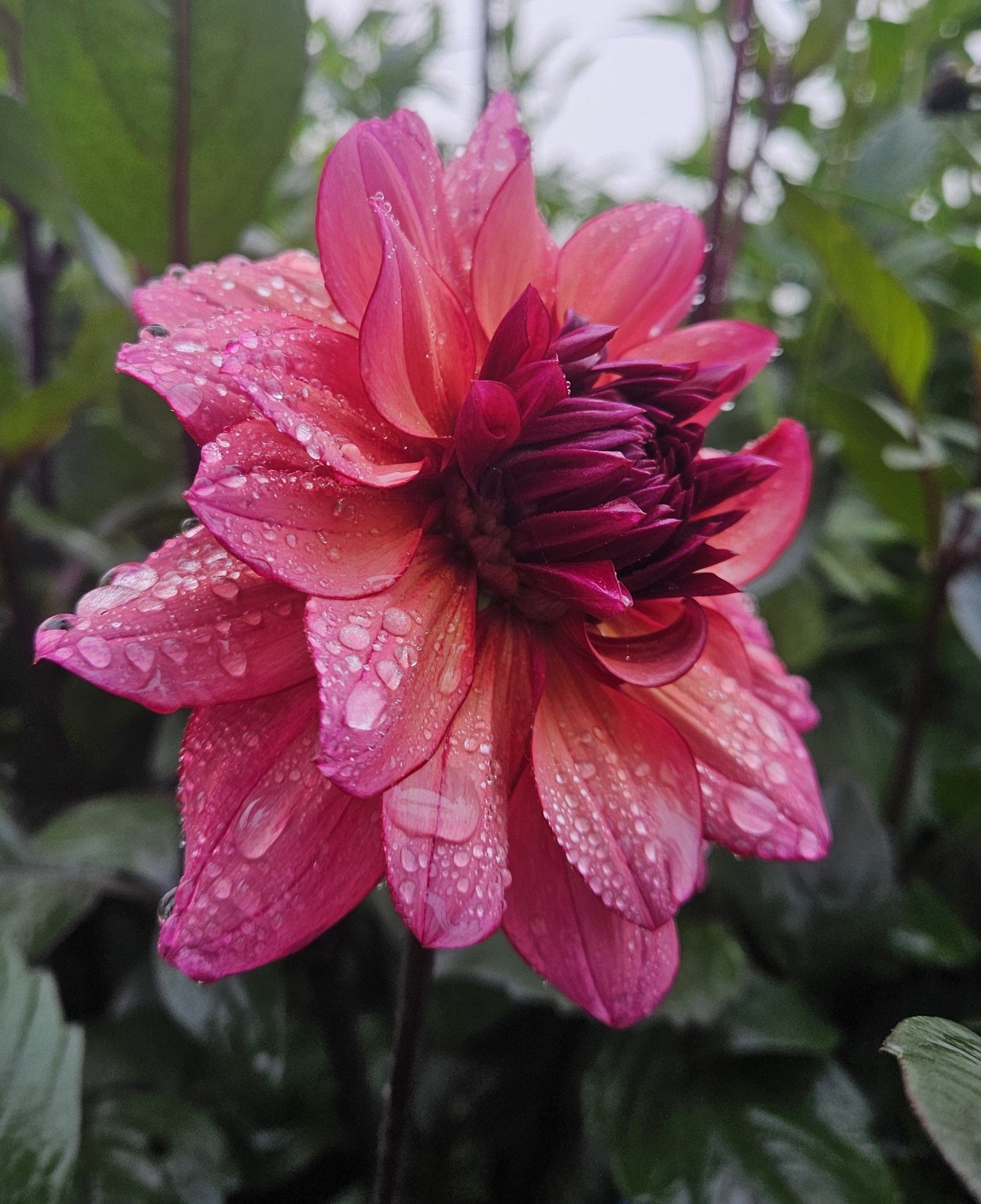 Dahlia Tuber Stoney Hill Farm Molly Raven