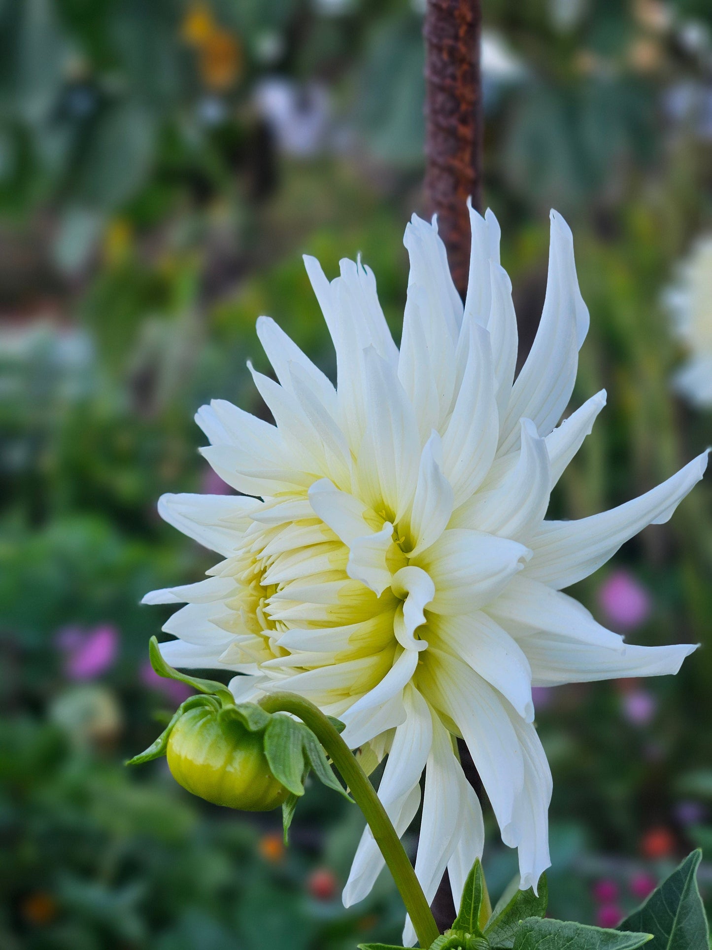 Dahlia Tuber Stoney Hill Farm My Love