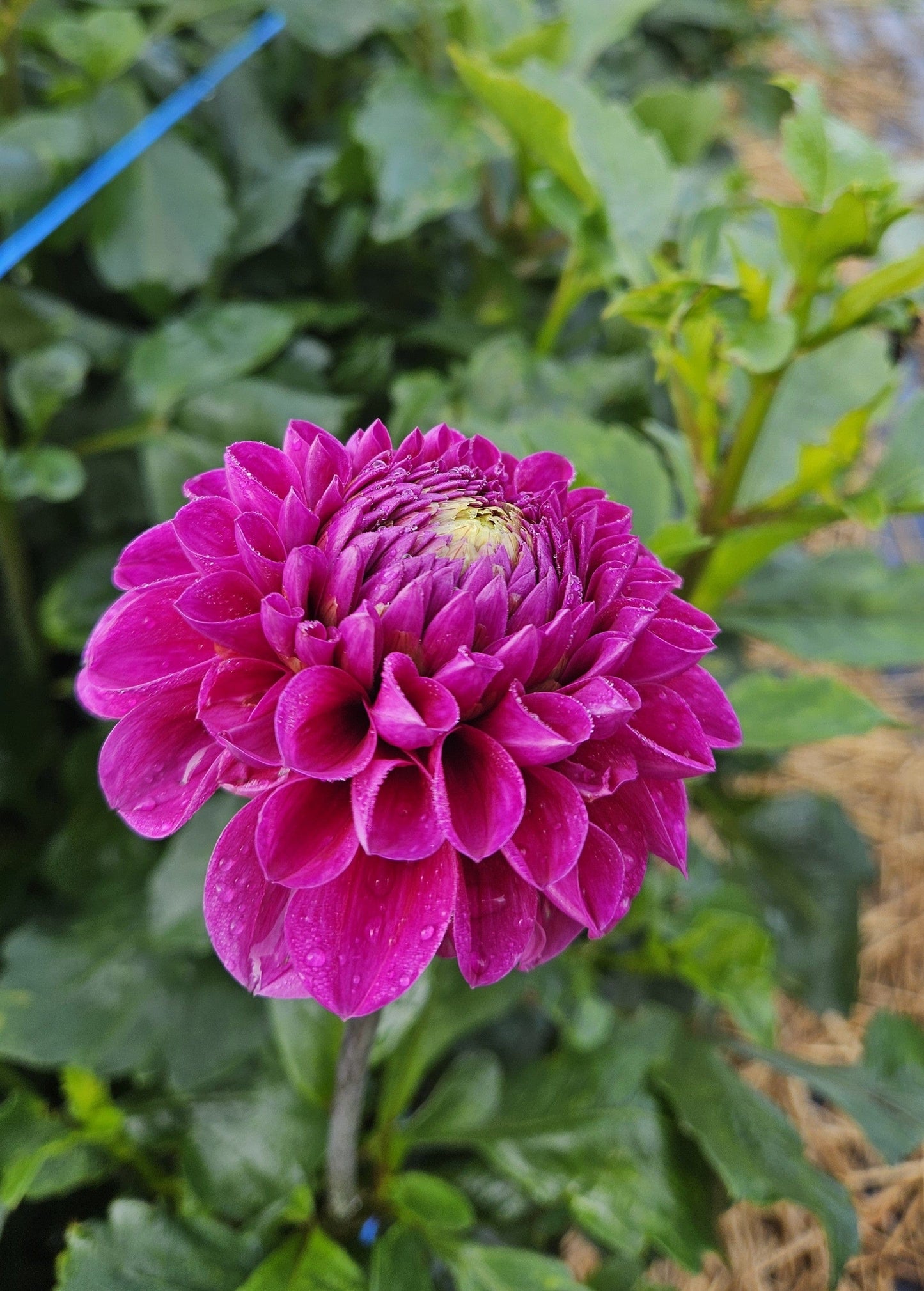 Dahlia Tuber Stoney Hill Farm Nijinsky