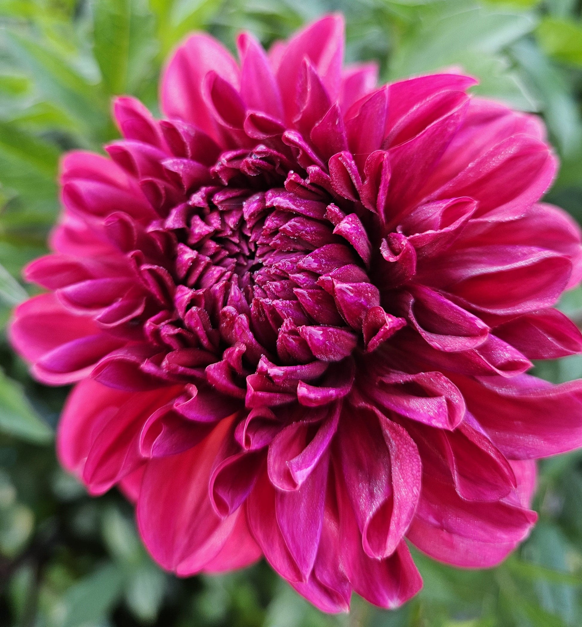 Dahlia Tuber Stoney Hill Farm Perch Hill