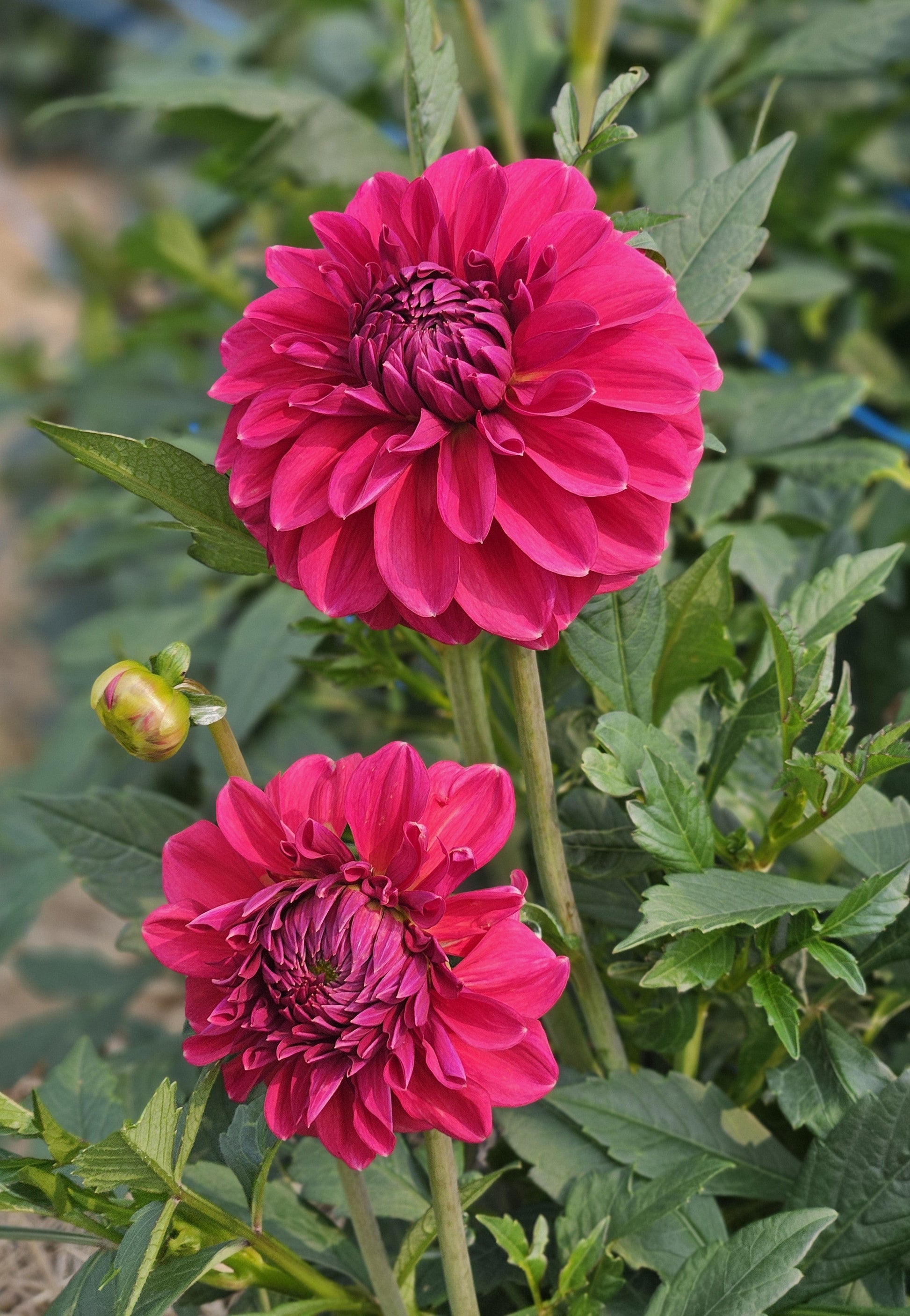 Dahlia Tuber Stoney Hill Farm Perch Hill