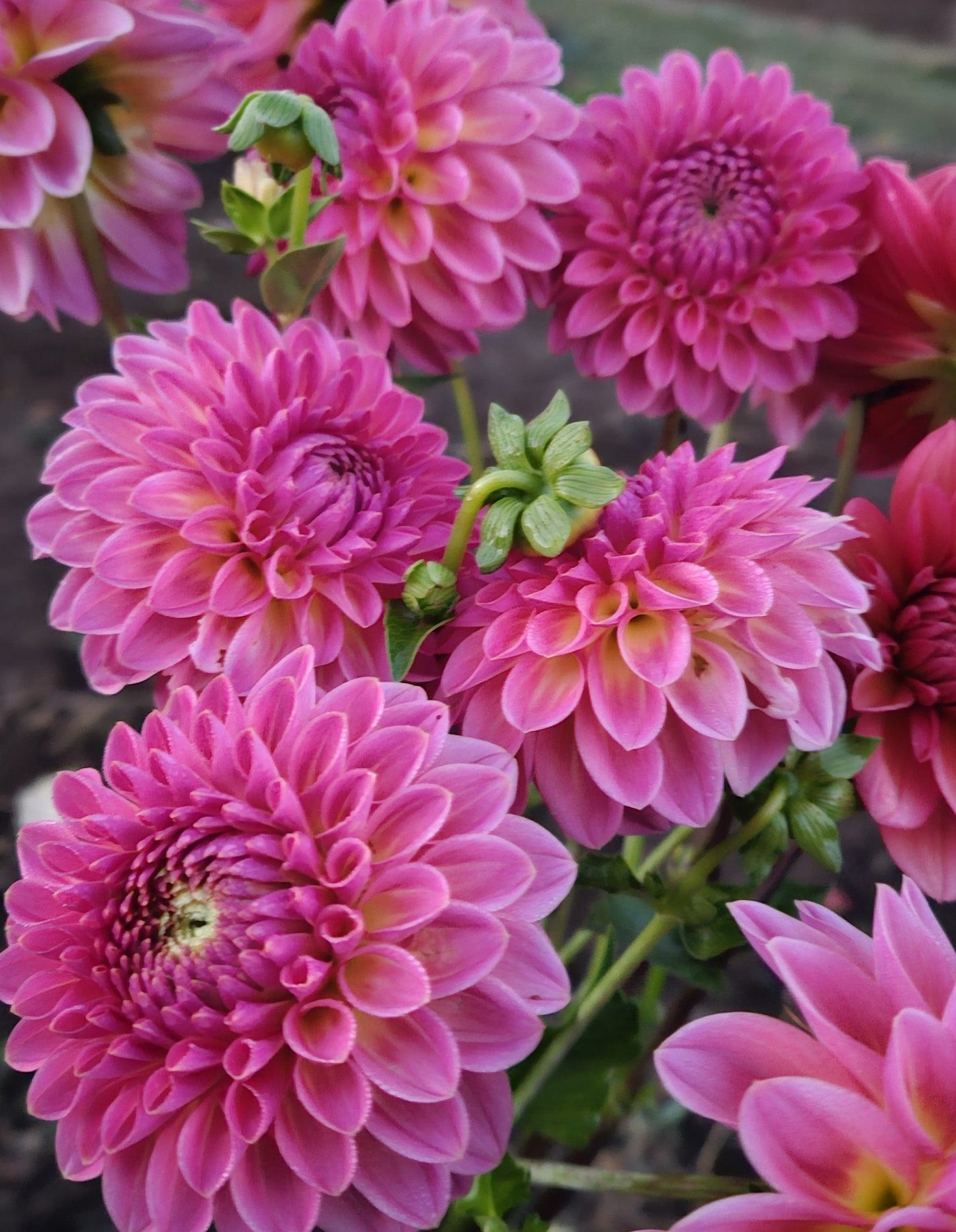 Dahlia Tuber Stoney Hill Farm Pink Suffusion