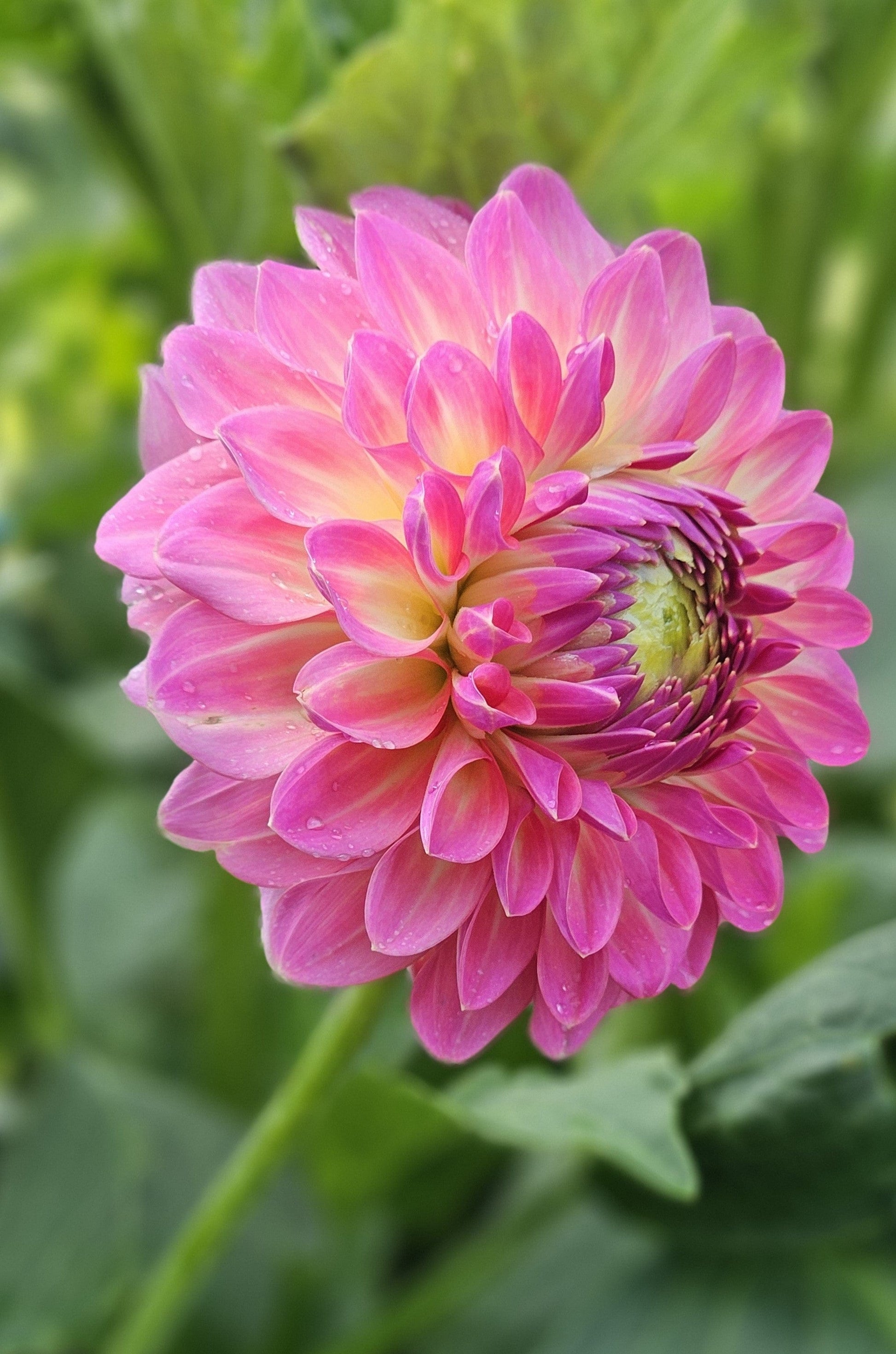 Dahlia Tuber Stoney Hill Farm Pink Suffusion