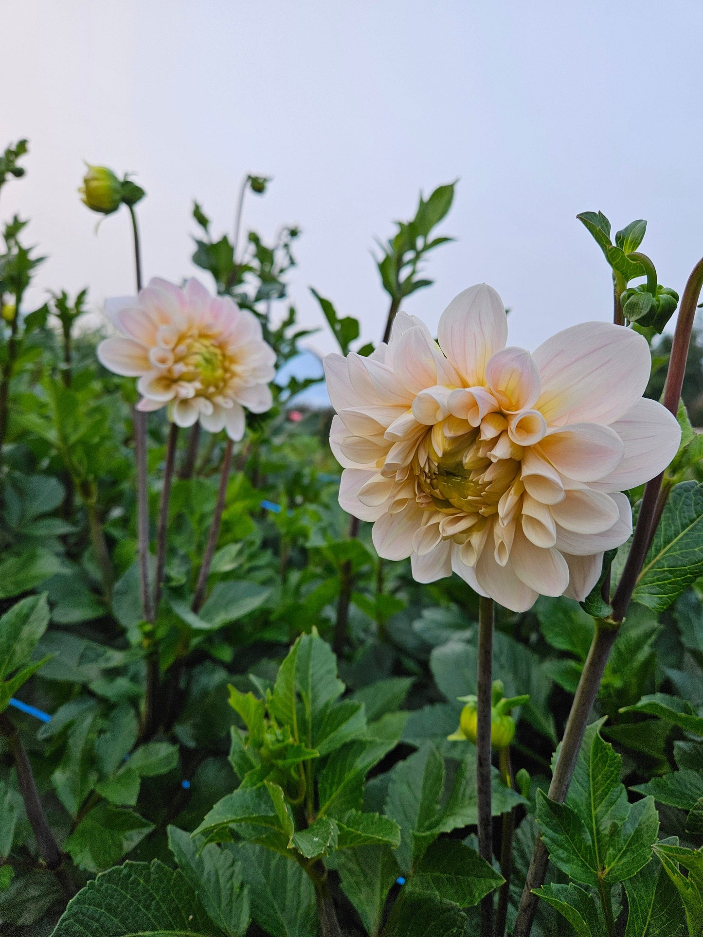 Dahlia Tuber Stoney Hill Farm Sweet Nathalie