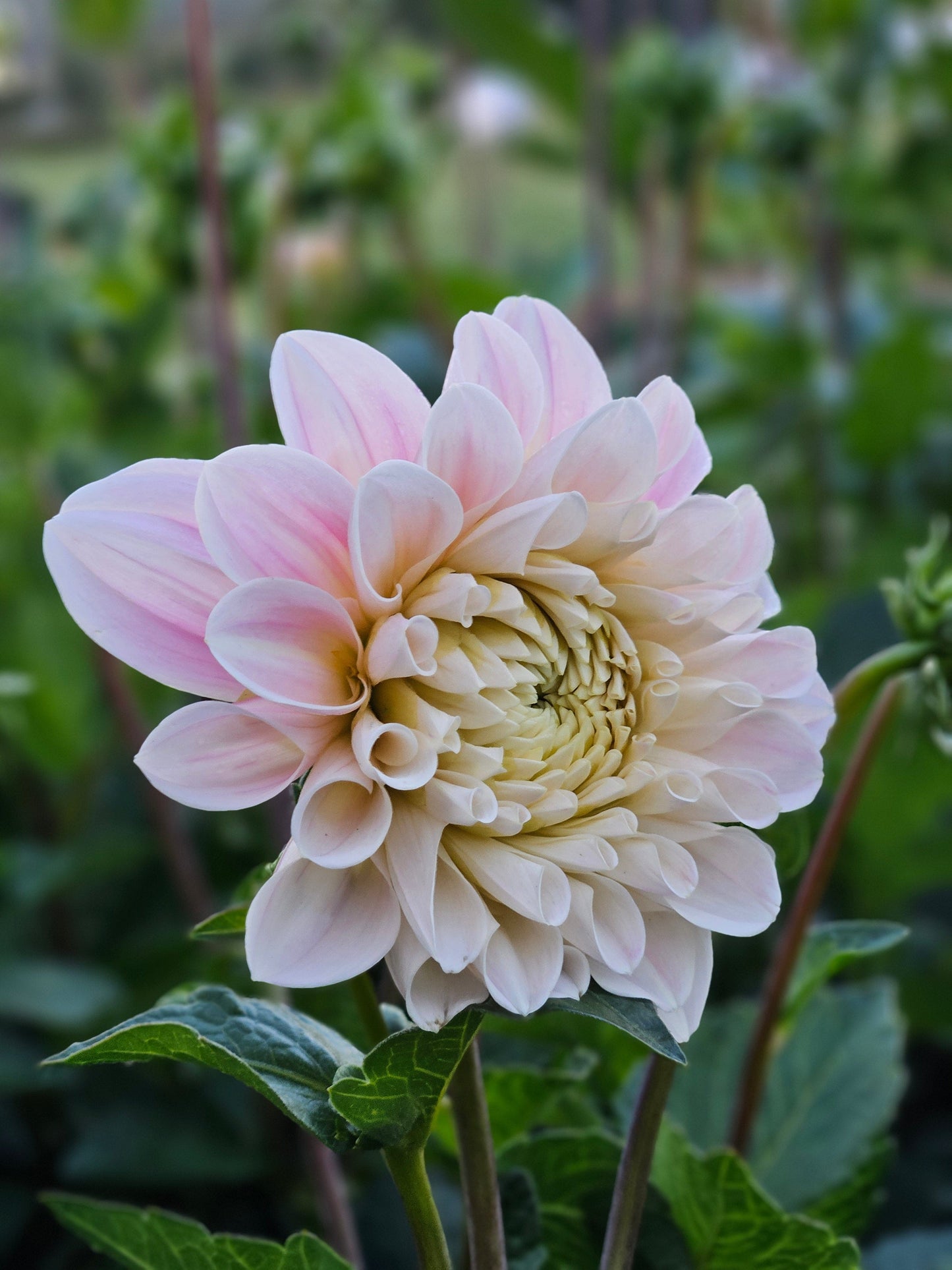 Dahlia Tuber Stoney Hill Farm Sweet Nathalie
