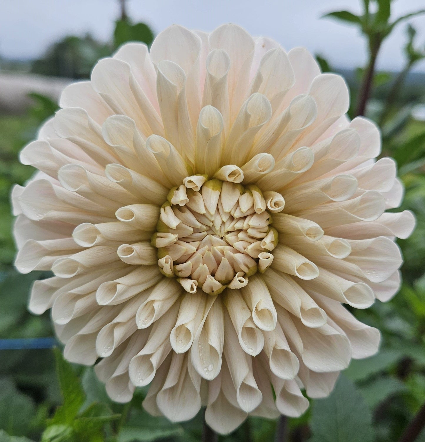 Dahlia Tuber Stoney Hill Farm Sweet Nathalie