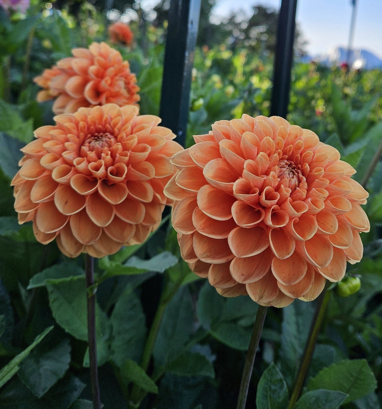 Dahlia Tuber Stoney Hill Farm Sylvia