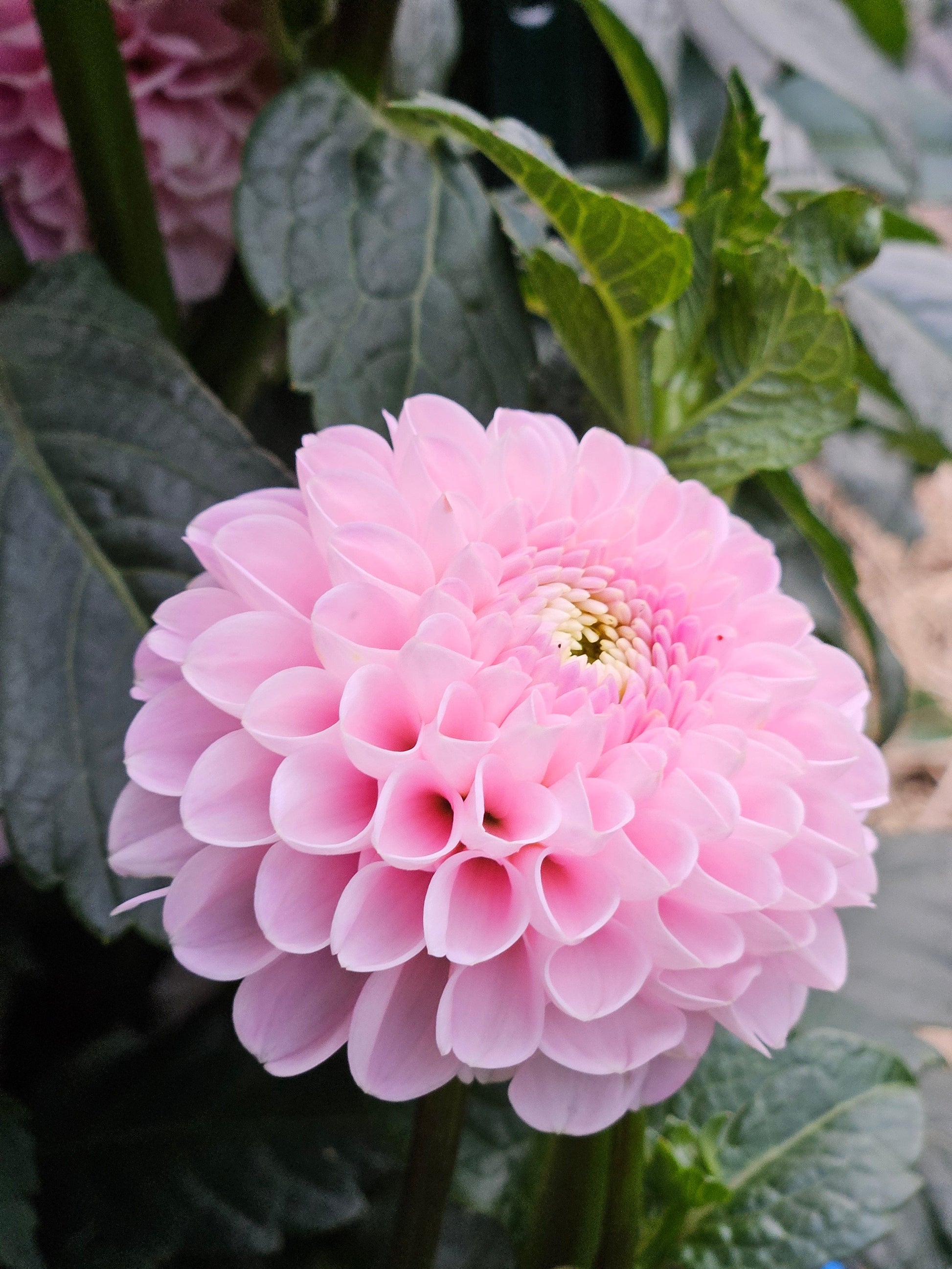 Dahlia Tuber Stoney Hill Farm Wizard of Oz