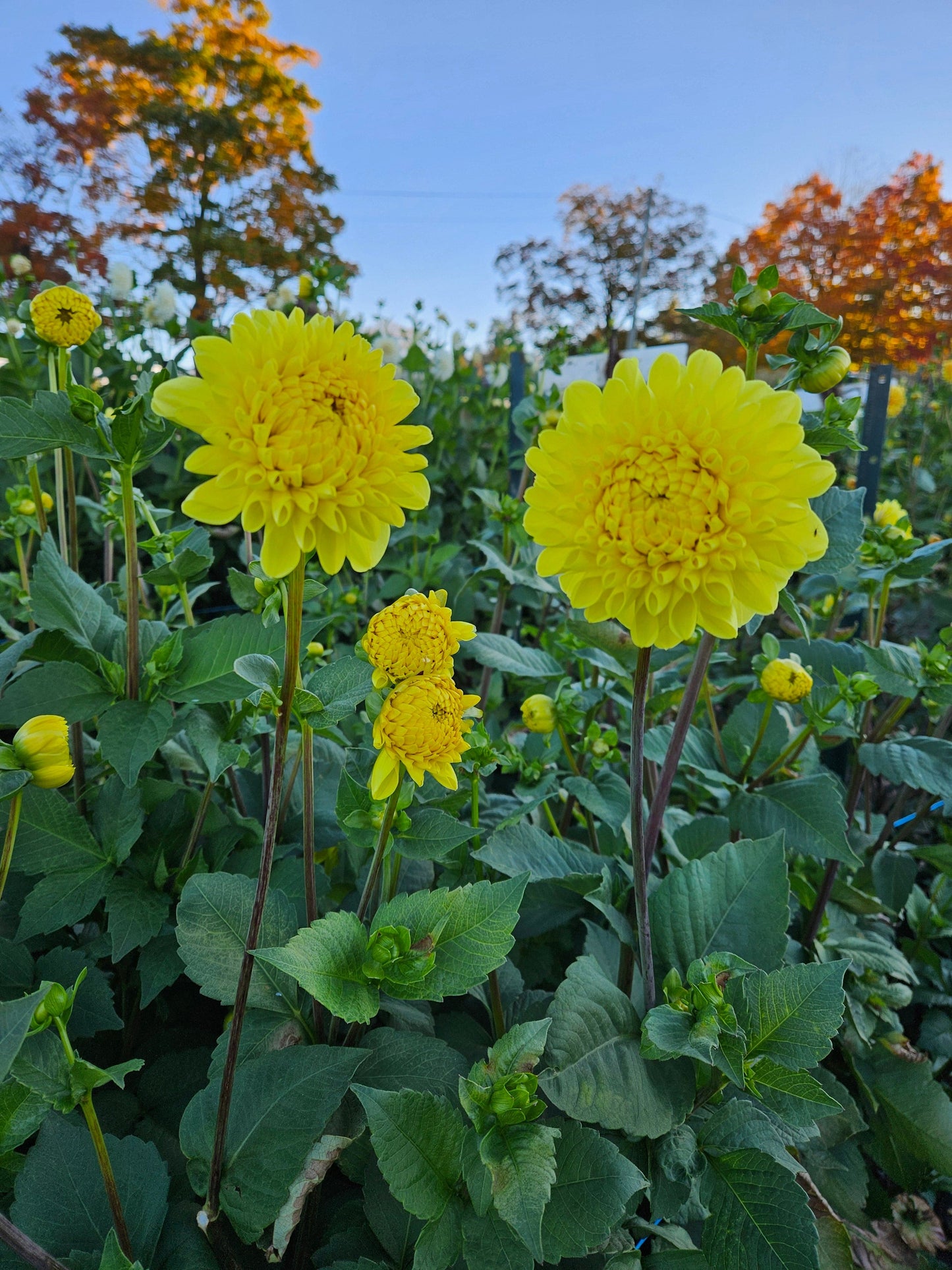 Dahlia Tuber Stoney Hill Farm Yellow Symphony