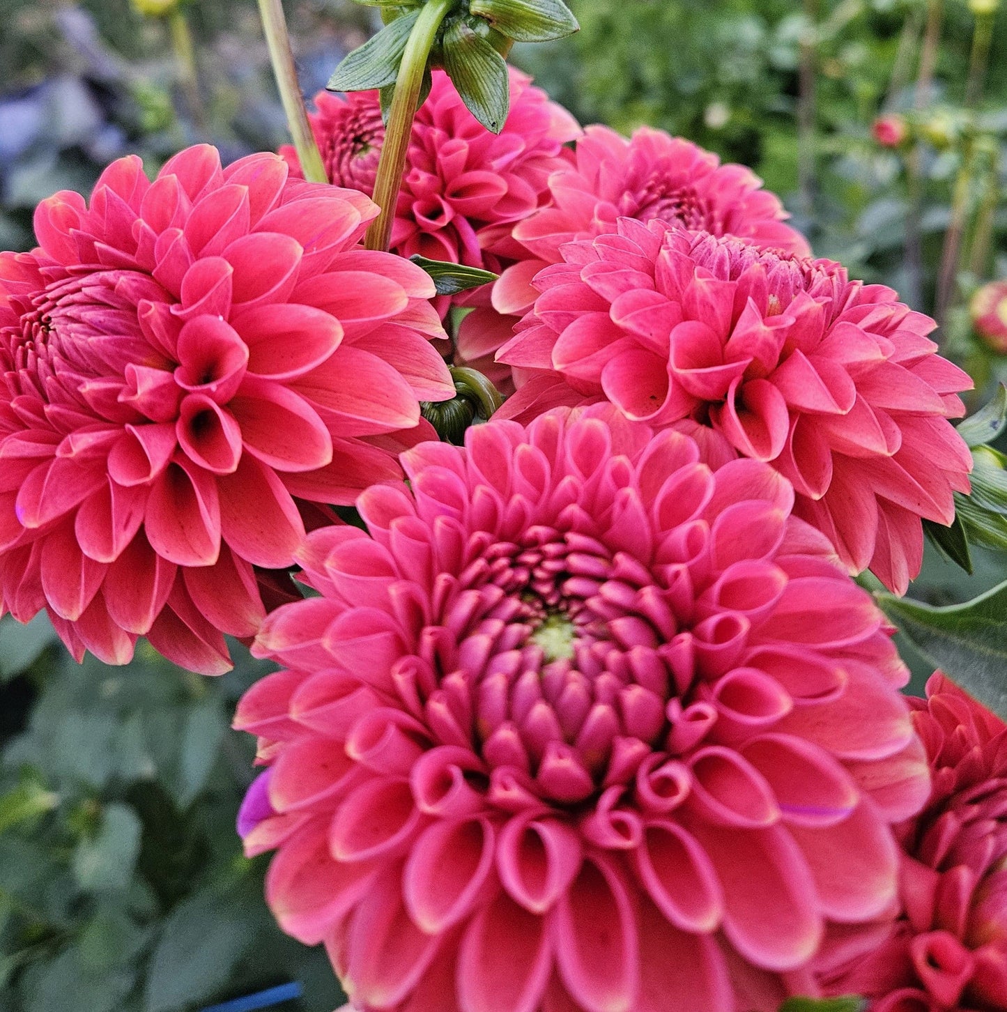 Dahlia Tuber Stoney Hill Farm Zundert Mystery Fox