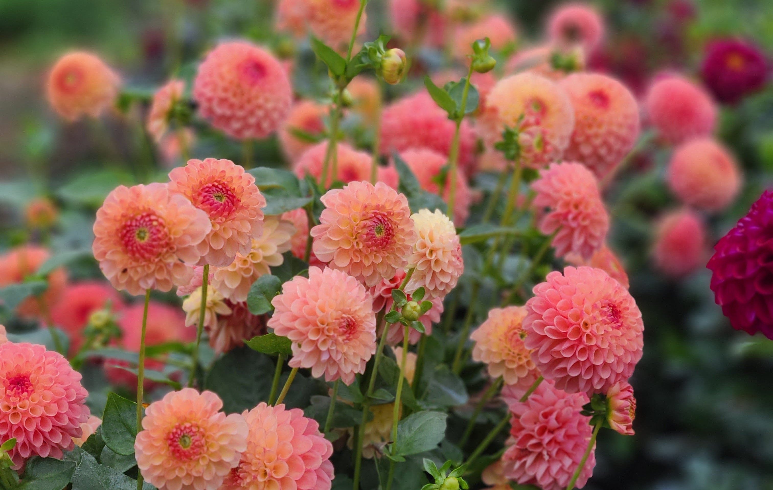 dahlia online canada