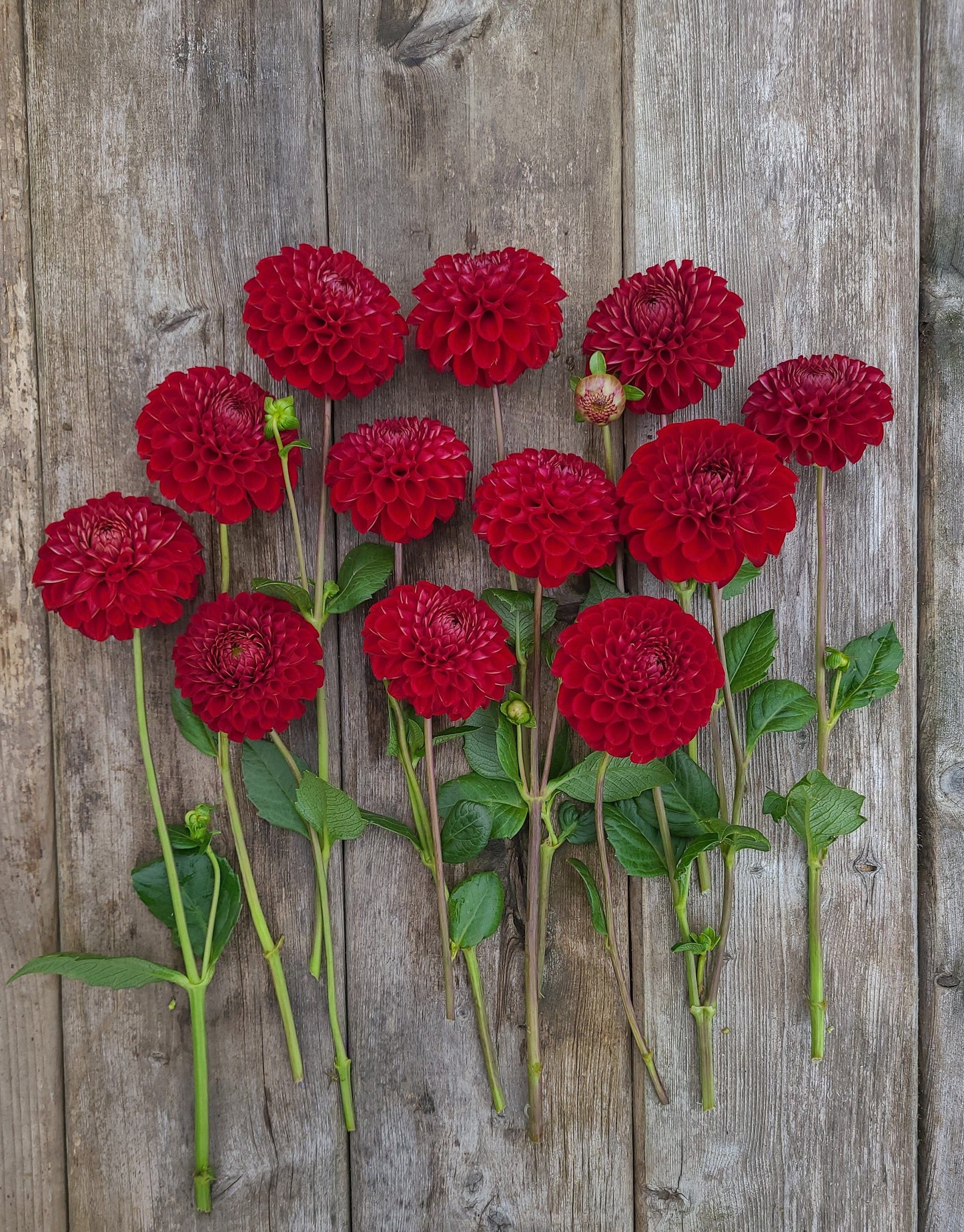 Stoney Hill Farm Dahlia Tuber Dahlia Cornel