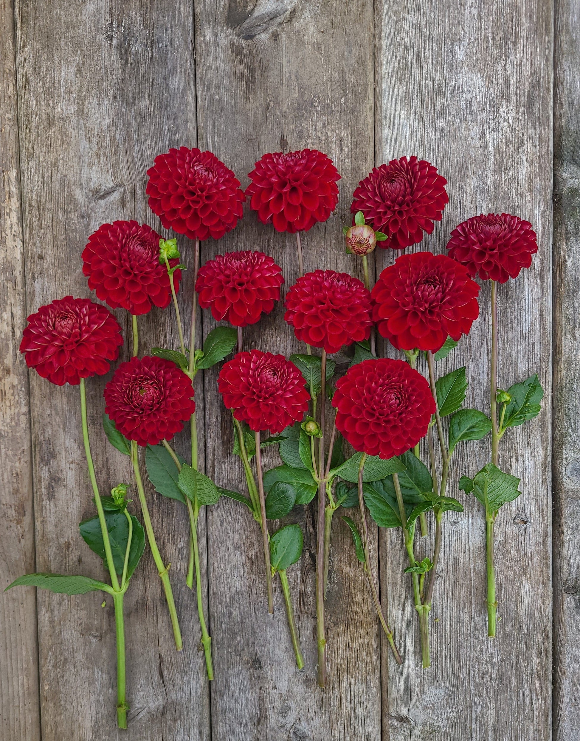 Stoney Hill Farm Dahlia Tuber Dahlia Cornel