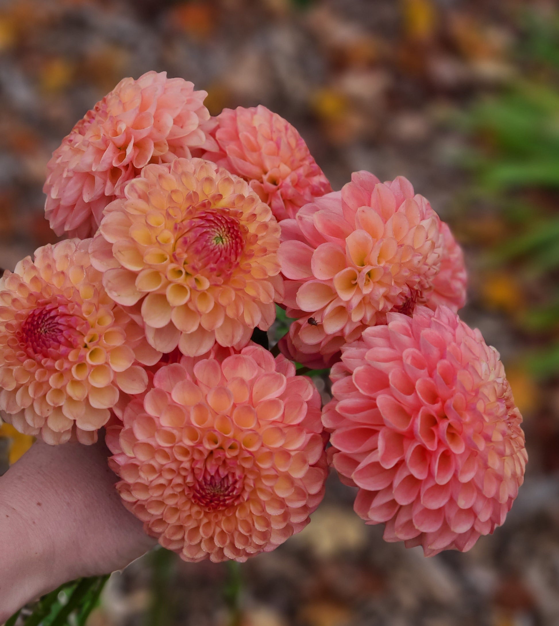 Stoney Hill Farm Dahlia Tuber Dahlia Jowey Nicky