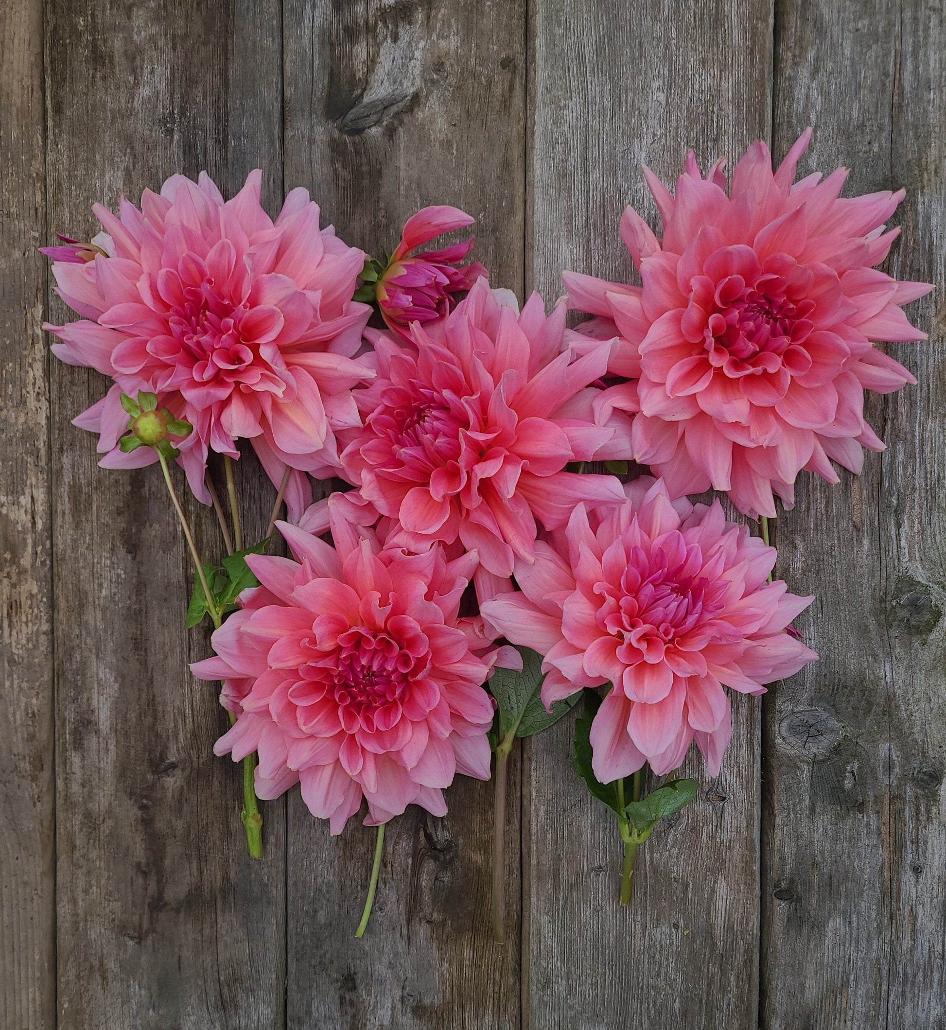 Stoney Hill Farm Dahlia Tuber Dahlia Otto's Thrill