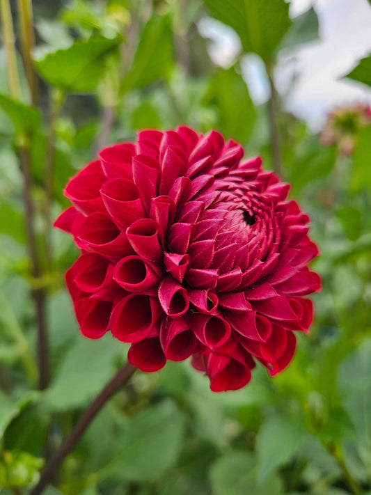 Dahlia Tuber Stoney Hill Farm 5 PACK Dahlia mix (Autumn Colors)