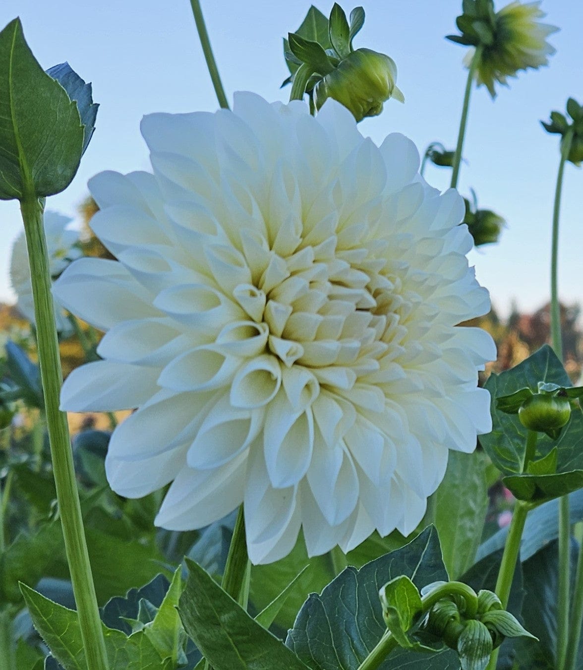 Dahlia Tuber Stoney Hill Farm 5 PACK Dahlia mix (Autumn Colors)