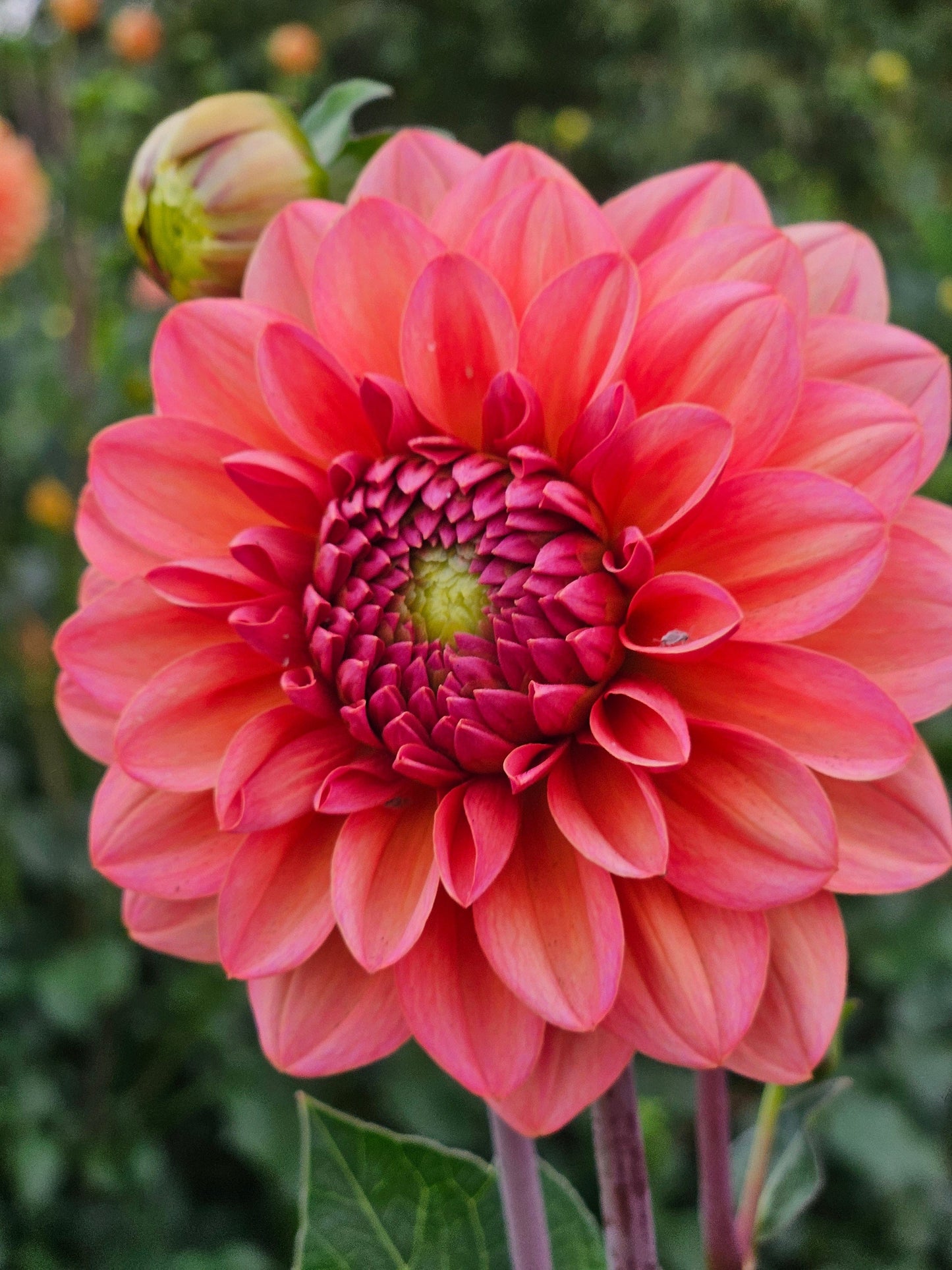 Dahlia Tuber Stoney Hill Farm 5 PACK Dahlia mix (Pink and Purple Shades)
