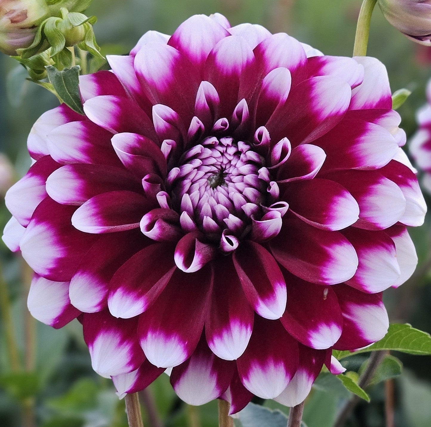 Dahlia Tuber Stoney Hill Farm 5 PACK Dahlia mix (Pink and Purple Shades)