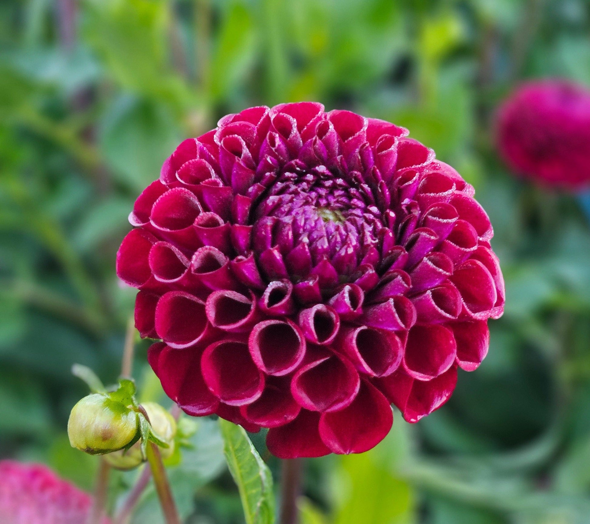 Dahlia Tuber Stoney Hill Farm 5 PACK Dahlia mix (Pink and Purple Shades)
