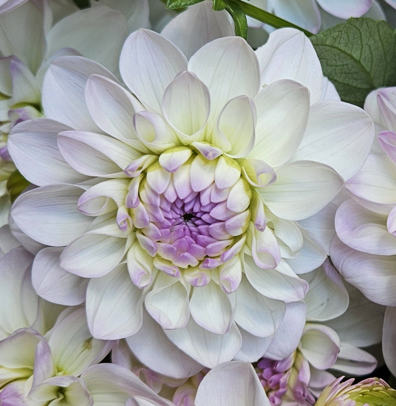 Dahlia Tuber Stoney Hill Farm 5 PACK Dahlia mix (Pink and Purple Shades)