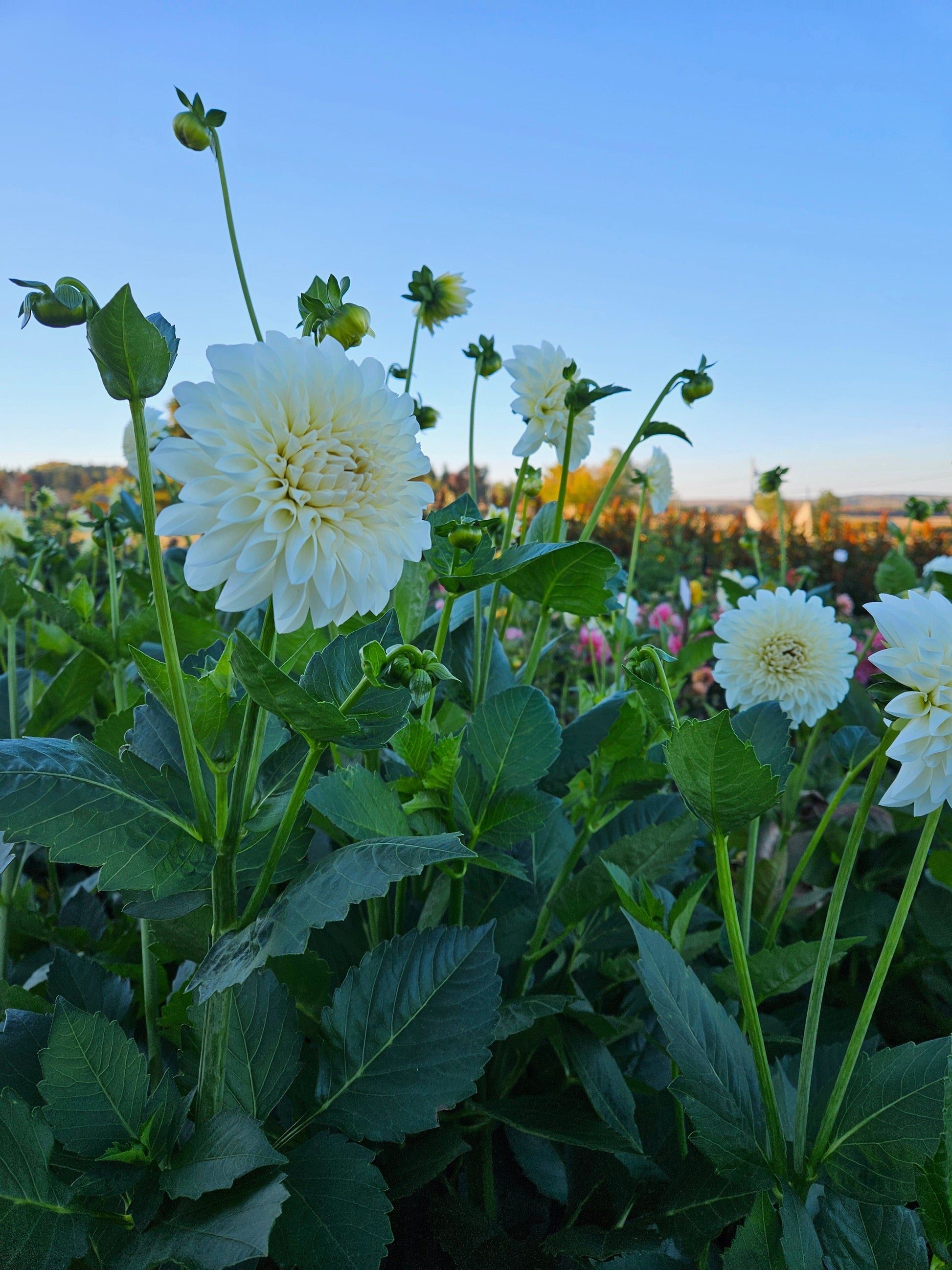 Dahlia Tuber Stoney Hill Farm Boom Boom White