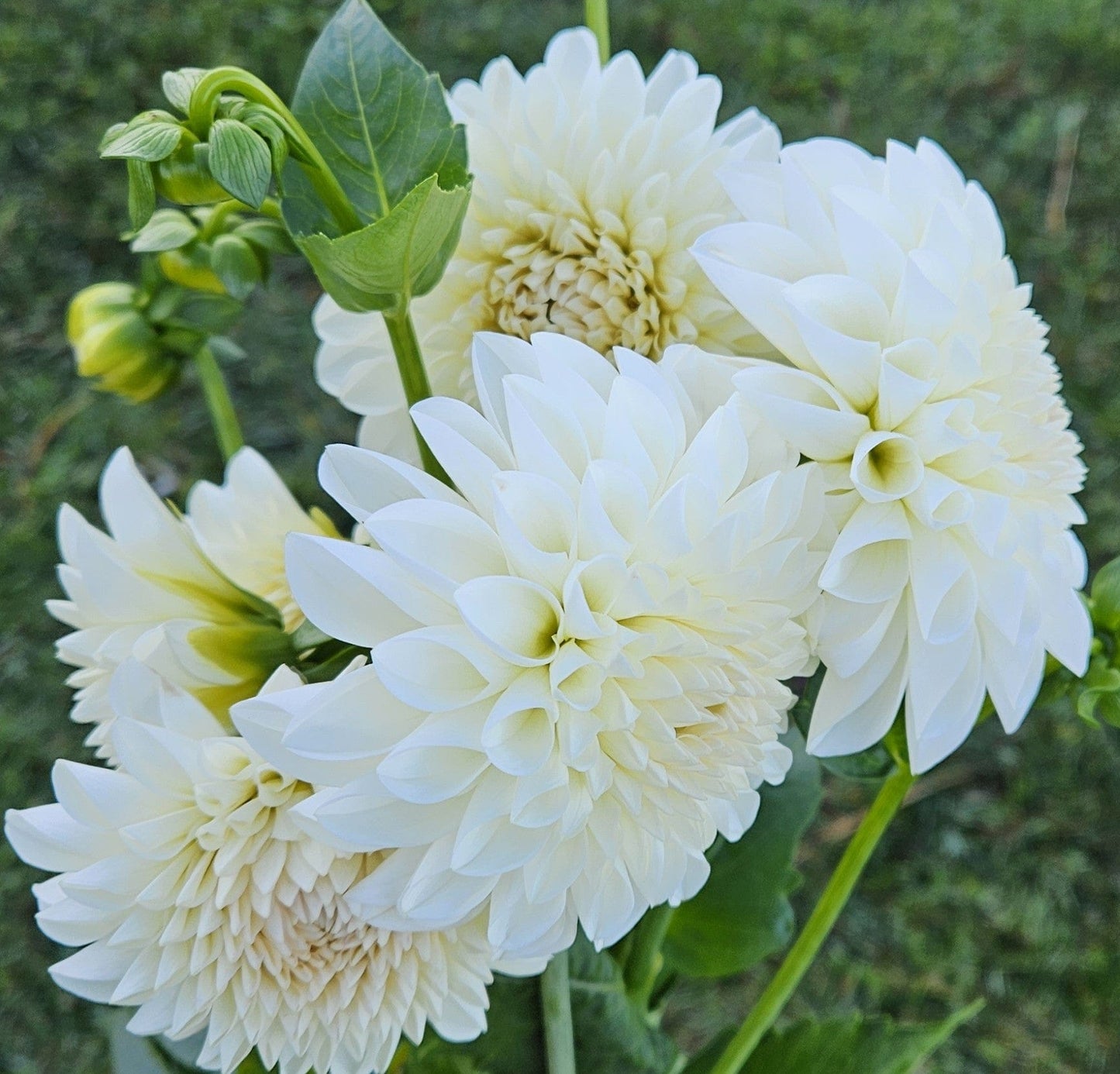 Dahlia Tuber Stoney Hill Farm Boom Boom White