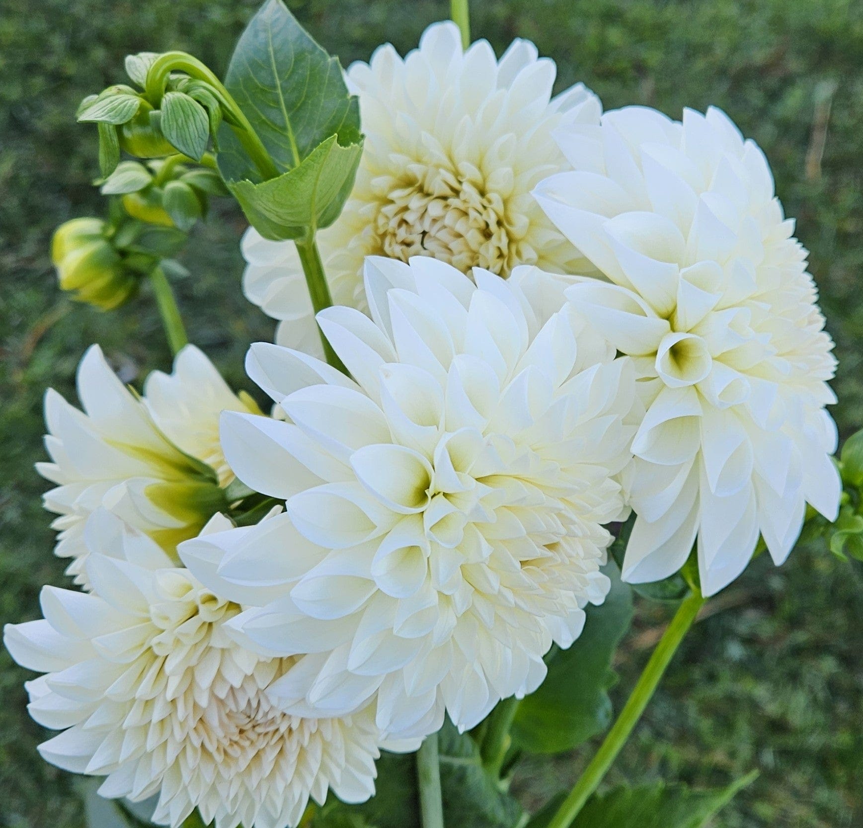 Dahlia Tuber Stoney Hill Farm Boom Boom White